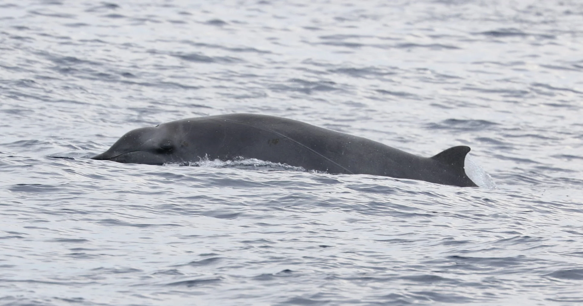 True's Beaked Whale sneaking a peak at us.&nbsp; Photo by Salvatore Cerchio for NMFS/NEFSC under permit #21371.
