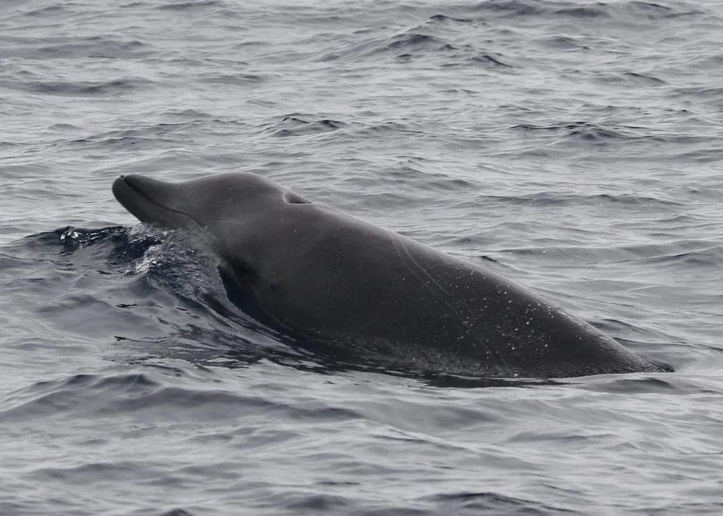 A True Cause: Out on the AMAPPS beaked whale survey.