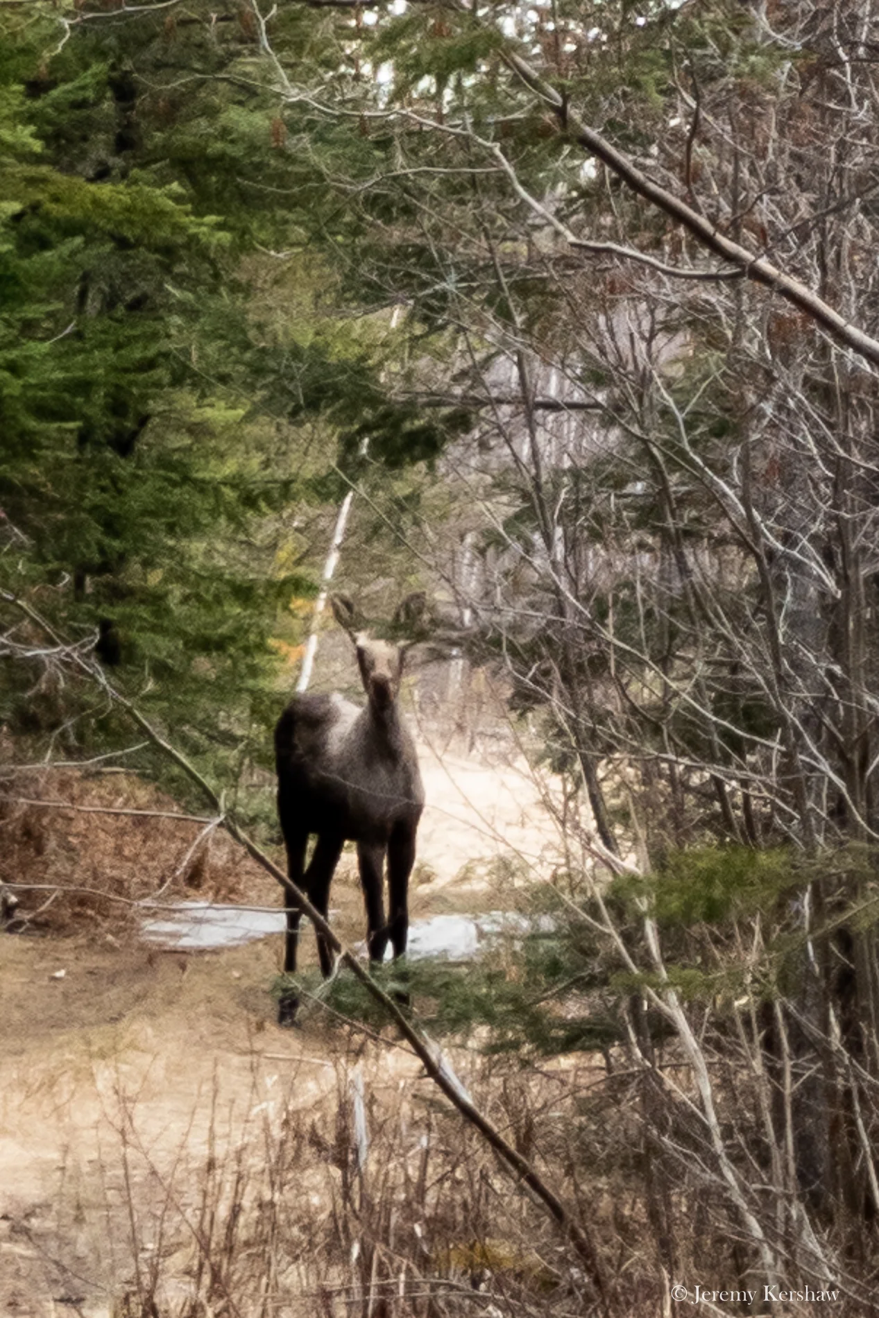 A young moose on course