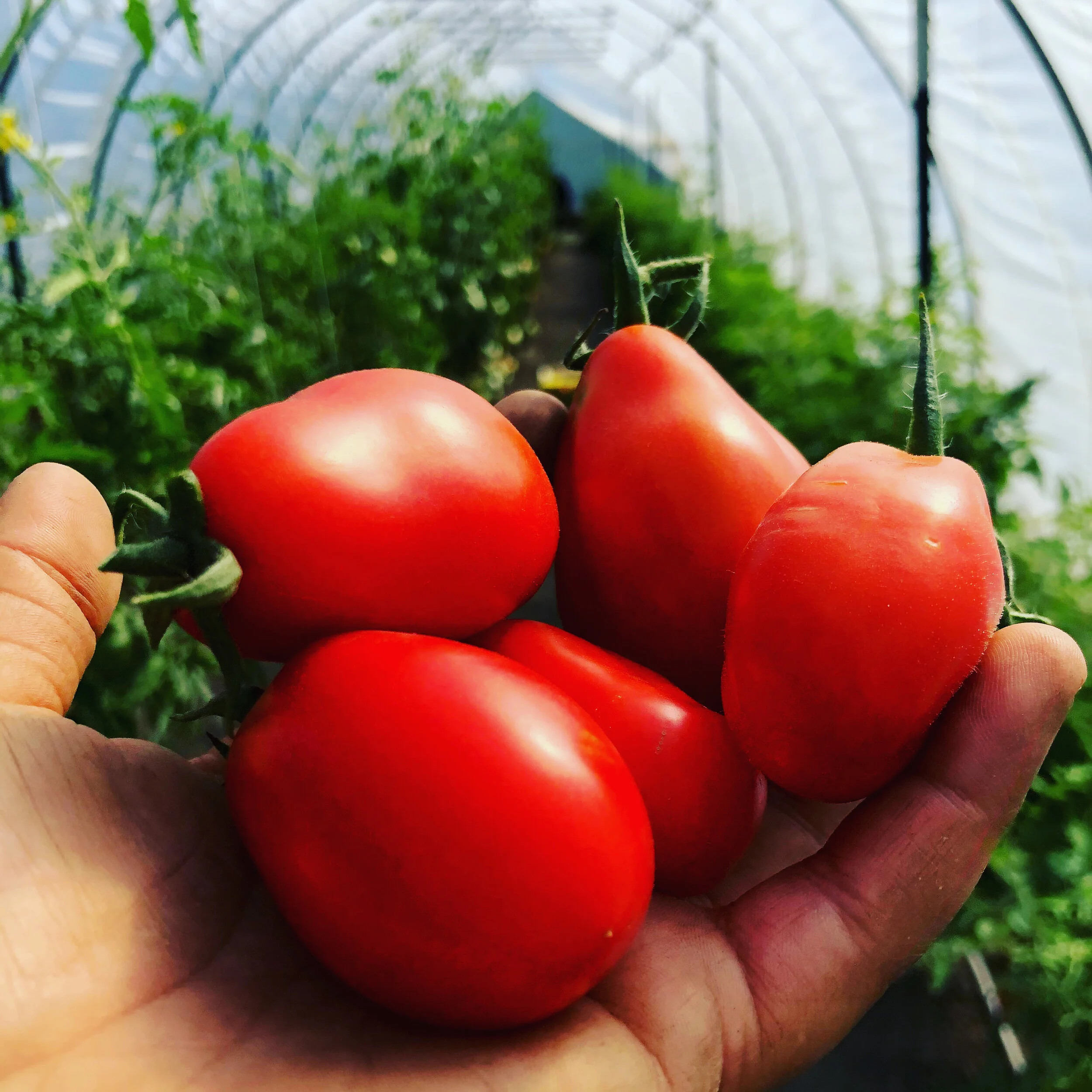 Tomato Soup with Arugula, Torn Croutons and Pecorino