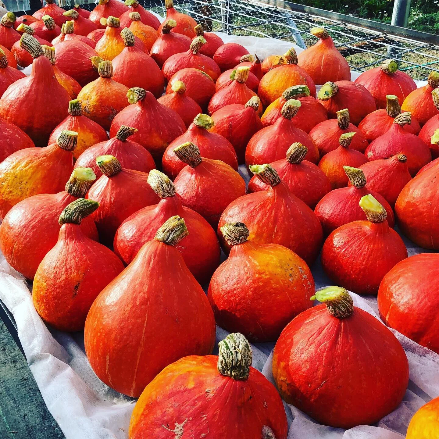 Curried Winter&nbsp;Squash&nbsp;Soup