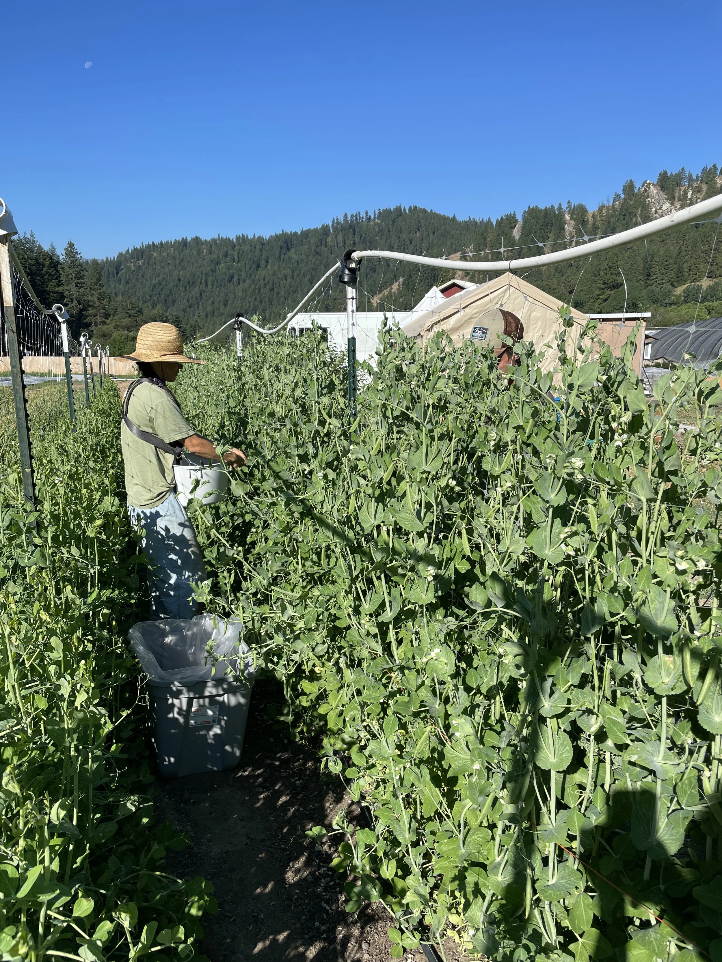 Sugar Snap Peas and New Potato Salad with Crumbled Egg and Sardines