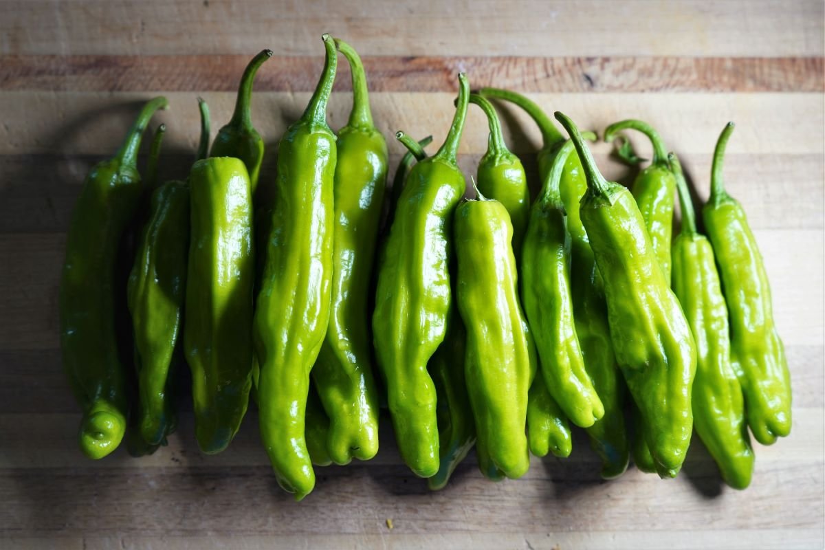 Shishitos