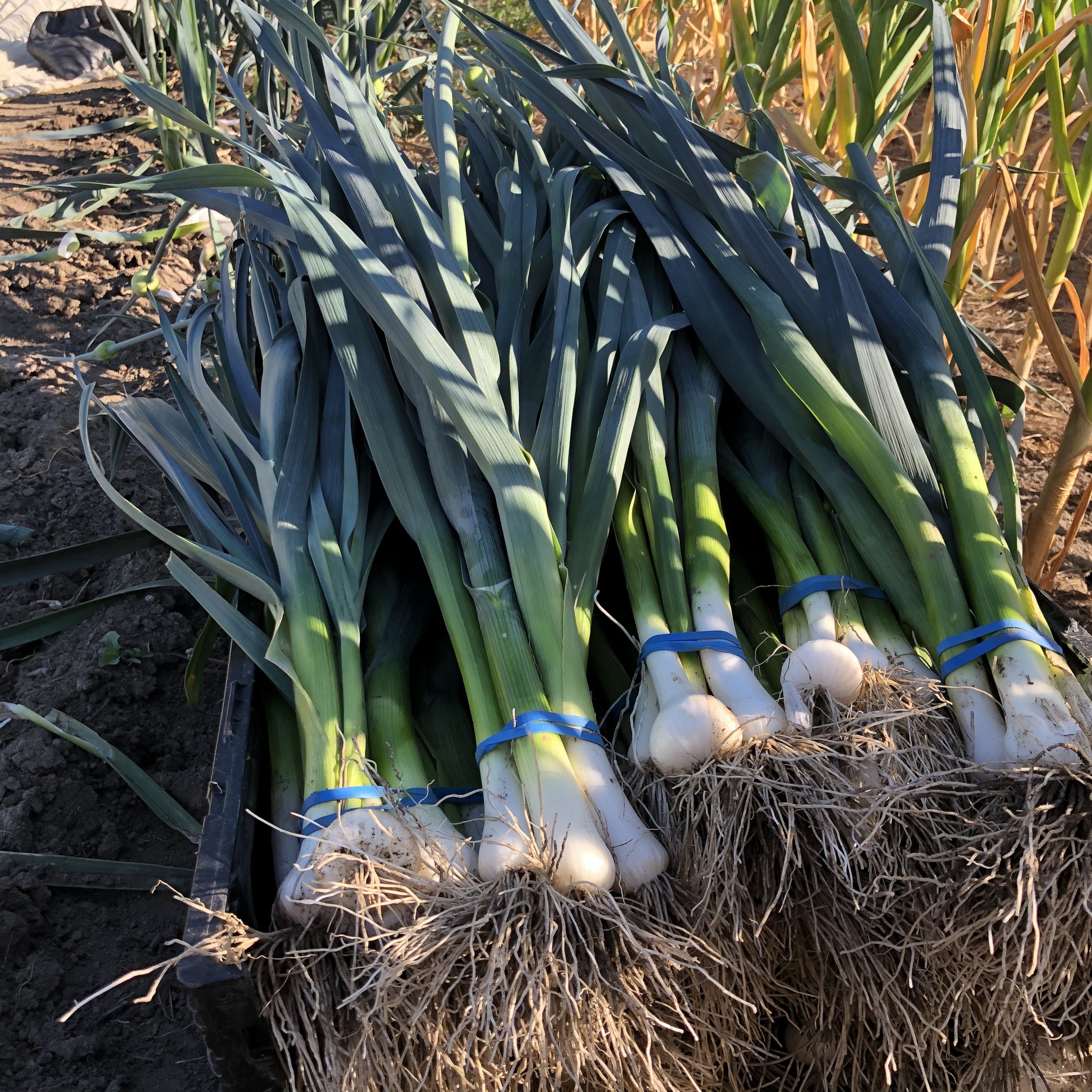 Leek and Potato soup