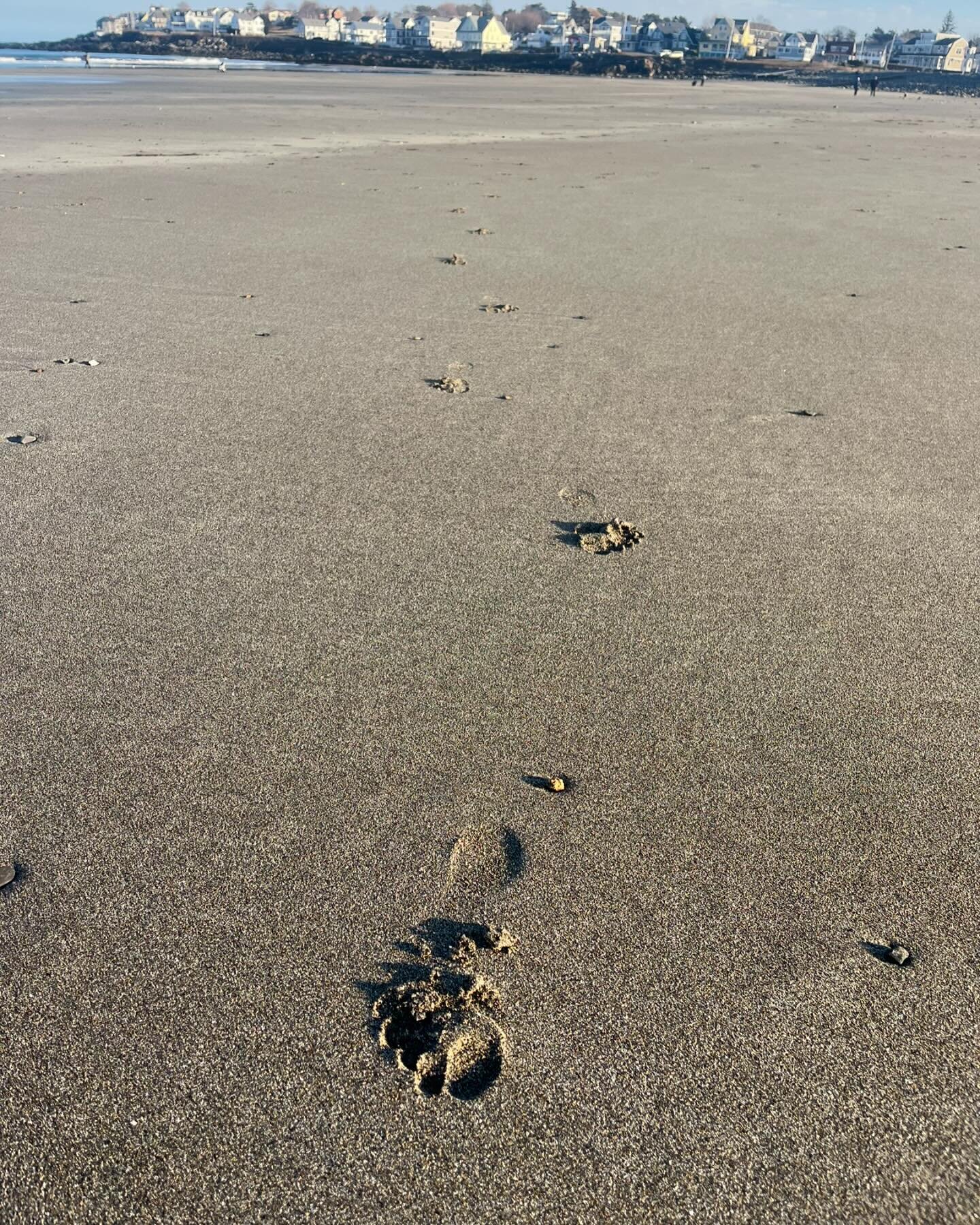 In my nutrition program they talked about the benefits of grounding so I made a mental note to walk barefoot in the sand the first chance I got. Well, live shot. It felt really good to feel the sand beneath my feet (and bonus&mdash;sun on my face). A