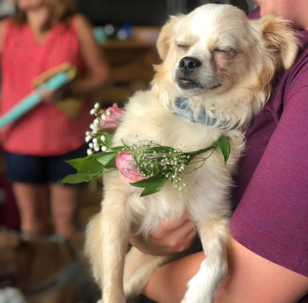 pawchella3.jpg