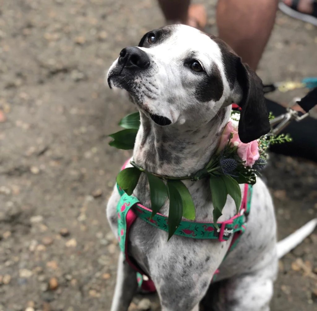 pawchella4.jpg