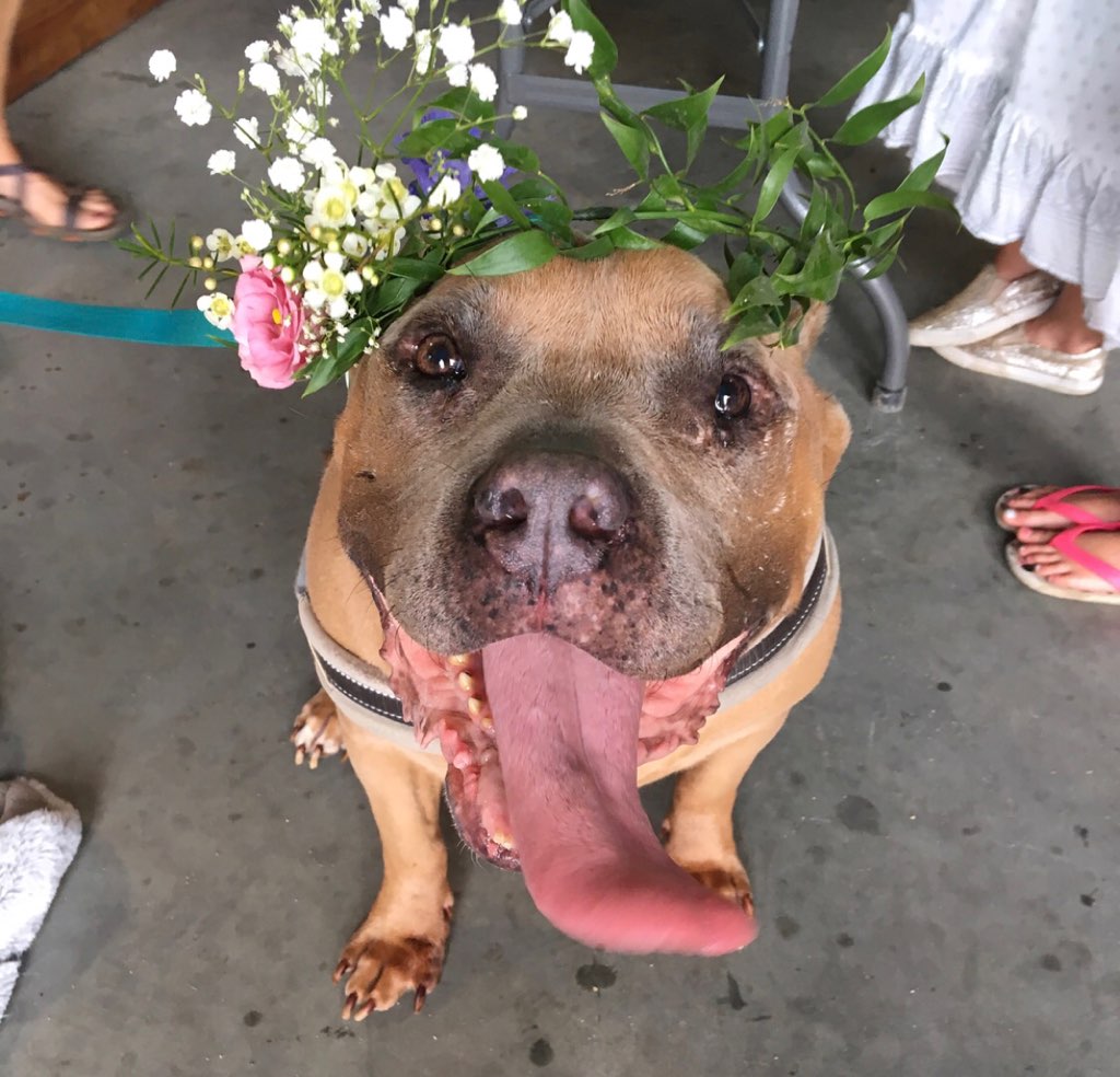 pawchella5.jpg