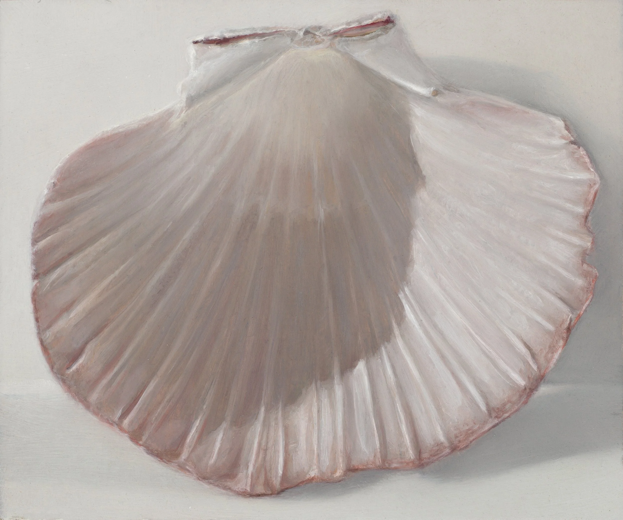 Scallop shell