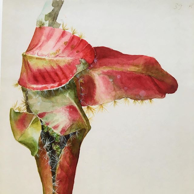 I&rsquo;ve been invited to run The Drawing Room&rsquo;s Summer School, 22-26th July. This is Margaret Mee&rsquo;s drawing of a cactus stem, one of the many works at The Drawing Room&rsquo;s wonderful &lsquo;Modern Nature&rsquo; exhibition that provid