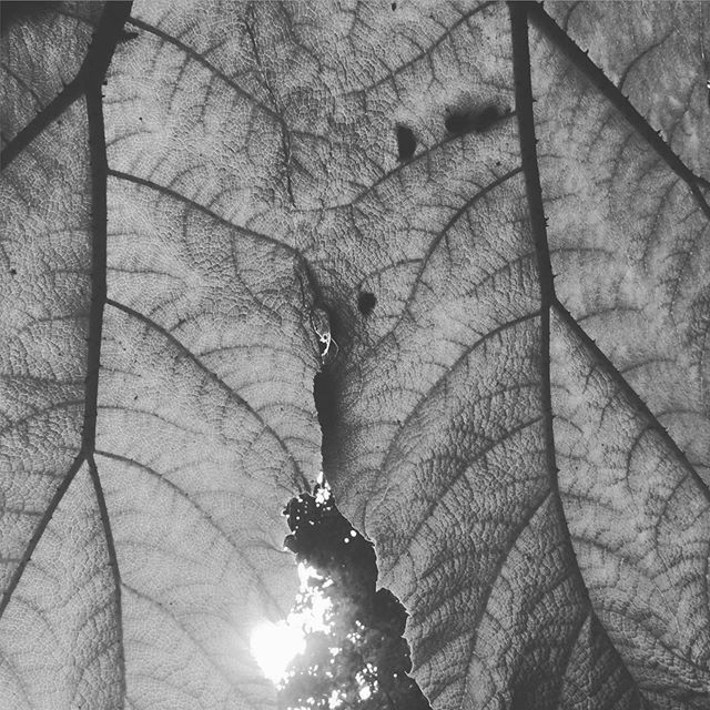 First day of &lsquo;Personal Ecologies&rsquo; at The Drawing Room Summer School. Tania will be making the invitation to participants to draw from plants to draw them closer. Opening the space of drawing to quietly abide with them. #drawing #drawingna