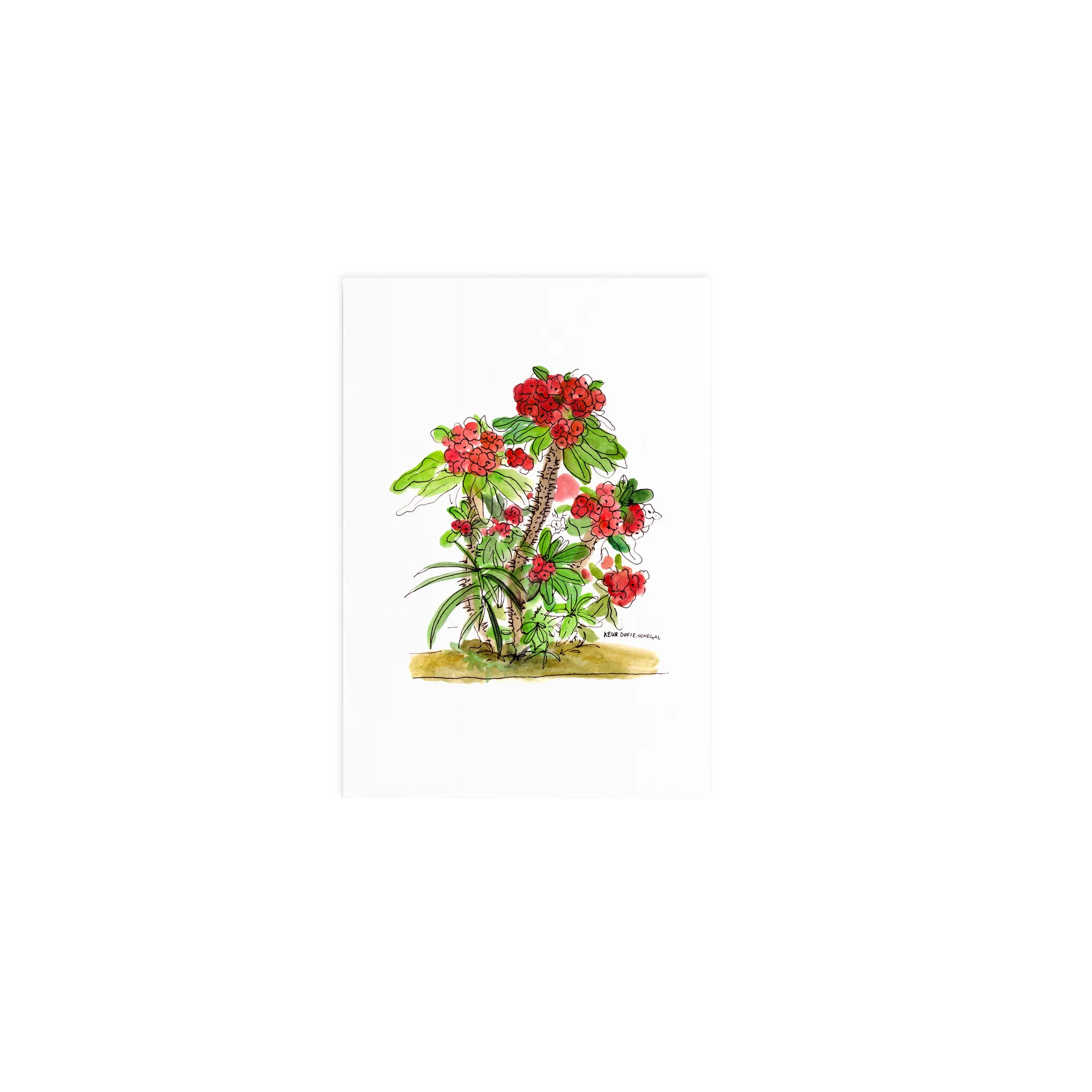 20250711_crownofthorns_web.jpg