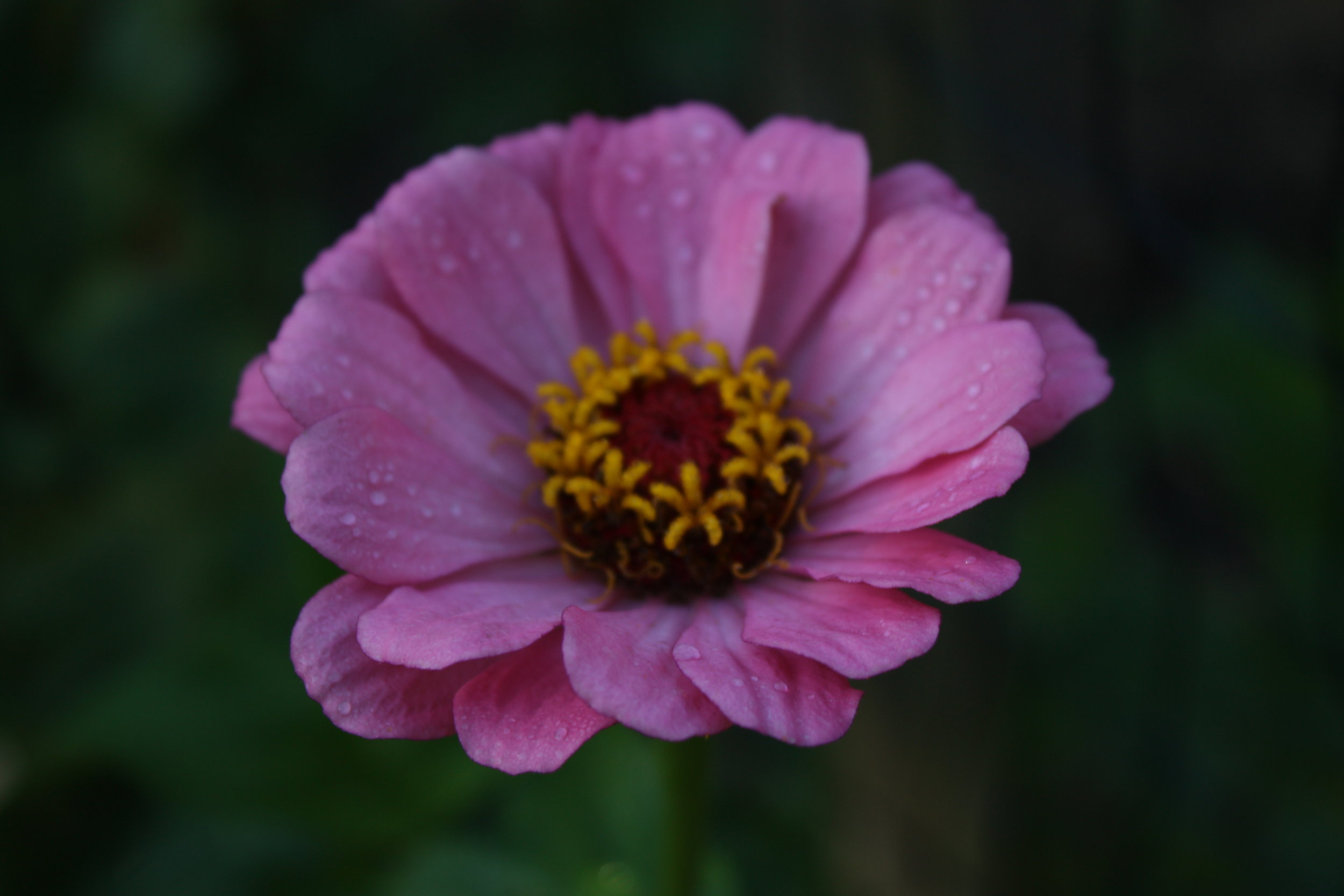IMG_3755 copy.jpg