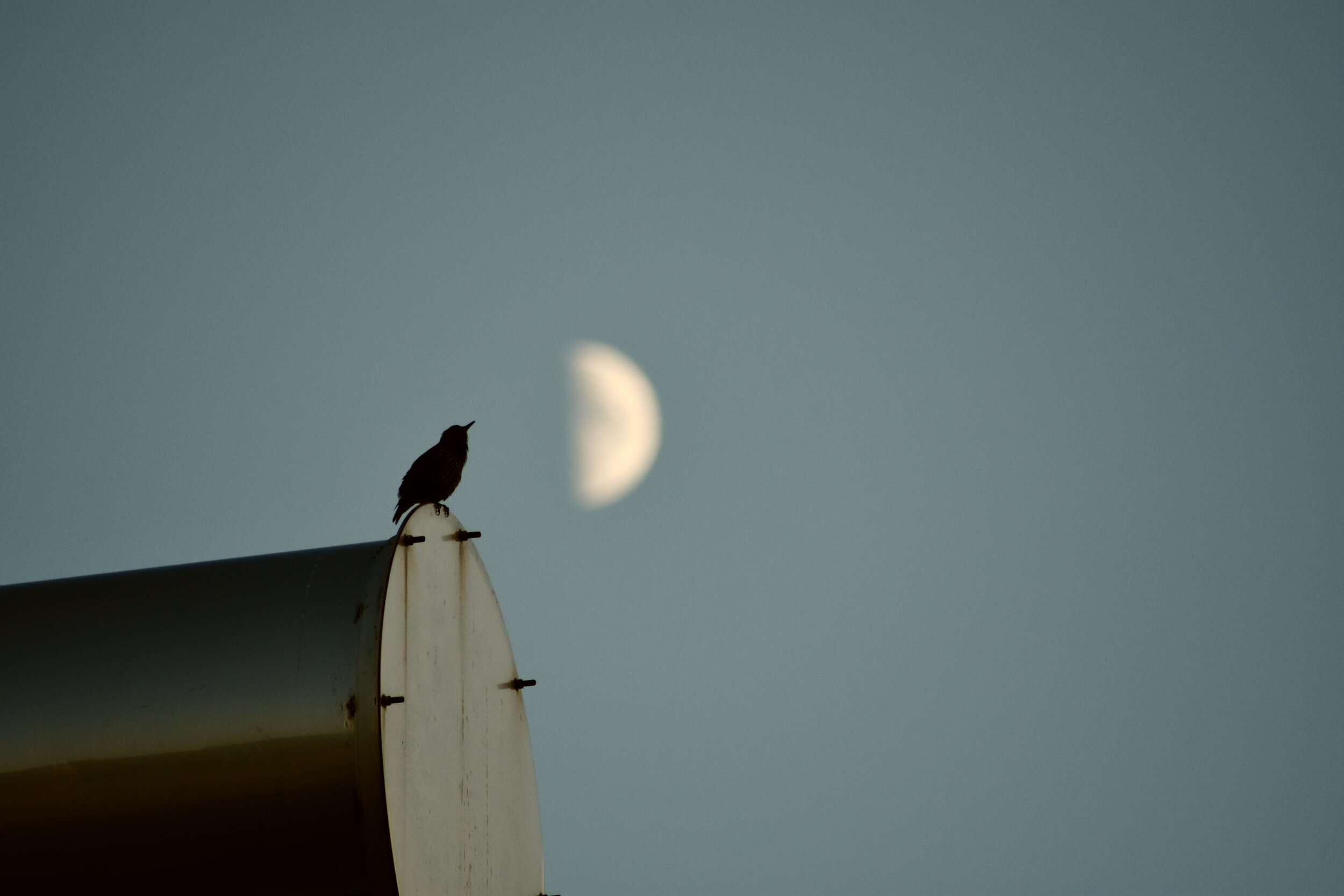DSC_4989.jpg