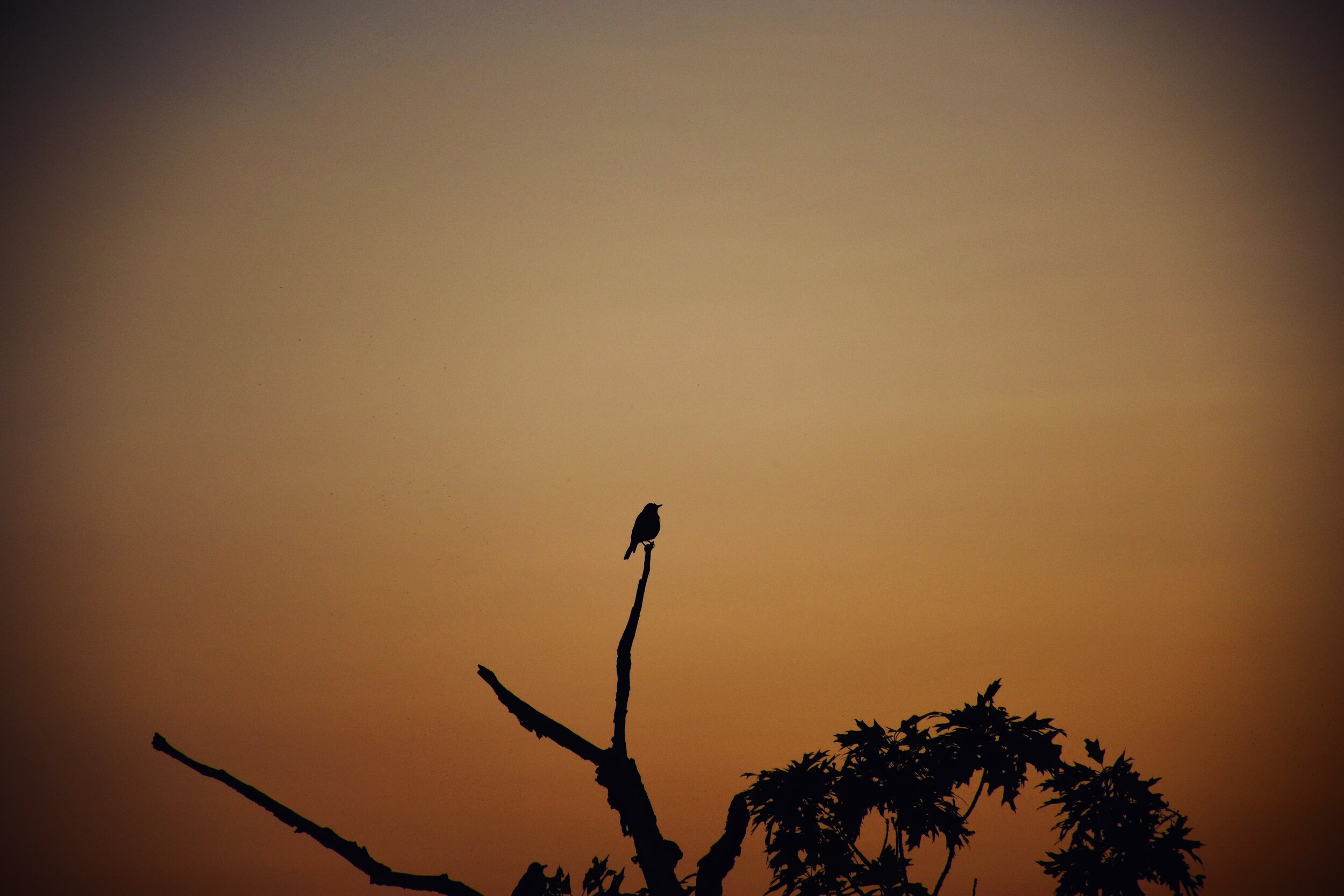 bird.jpg