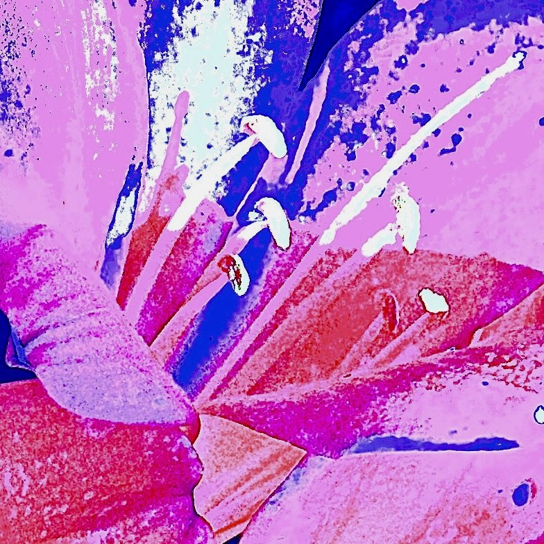 large-stamens.jpg