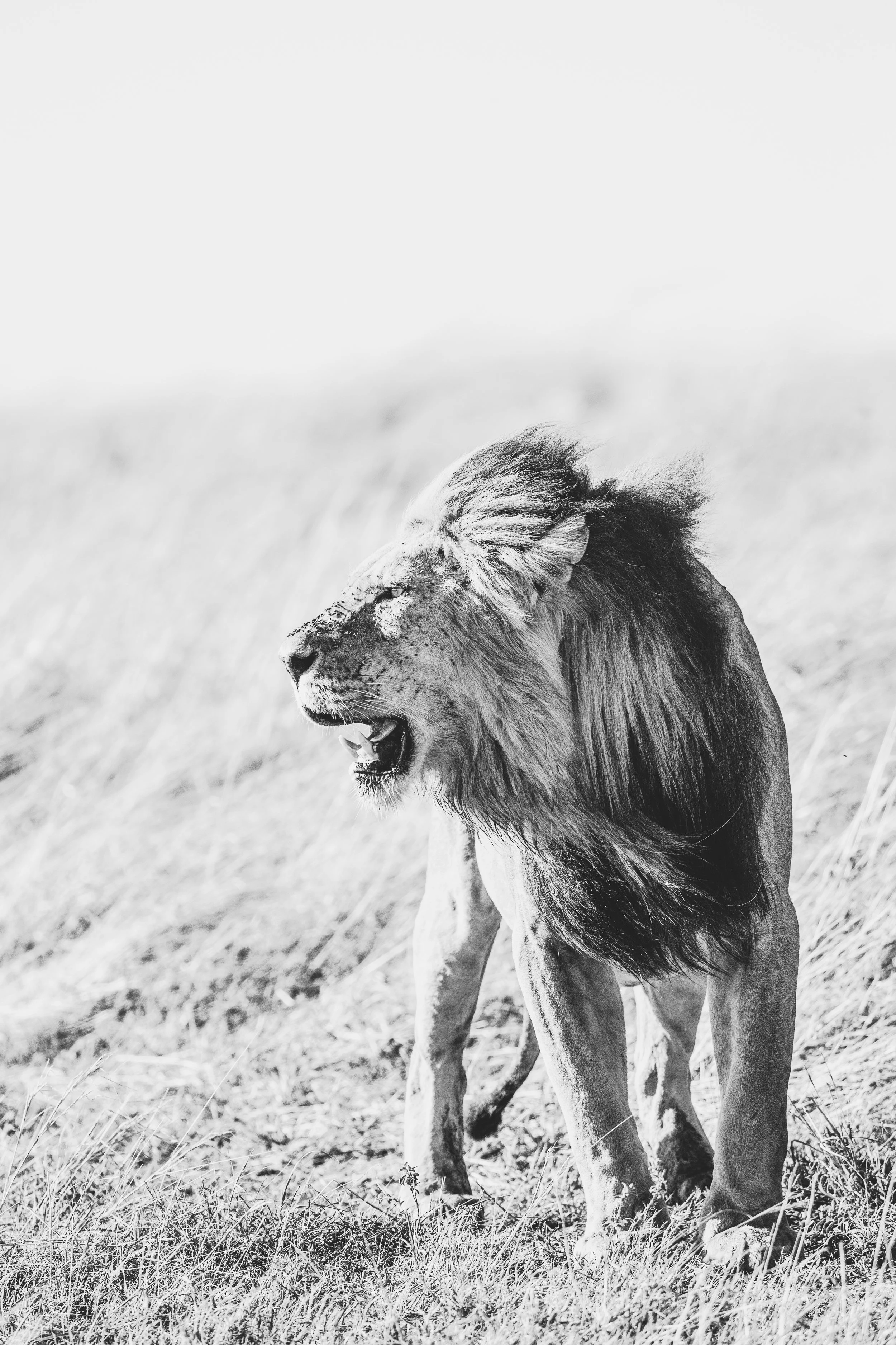 jean-wimmerlin-526387-unsplash.jpg