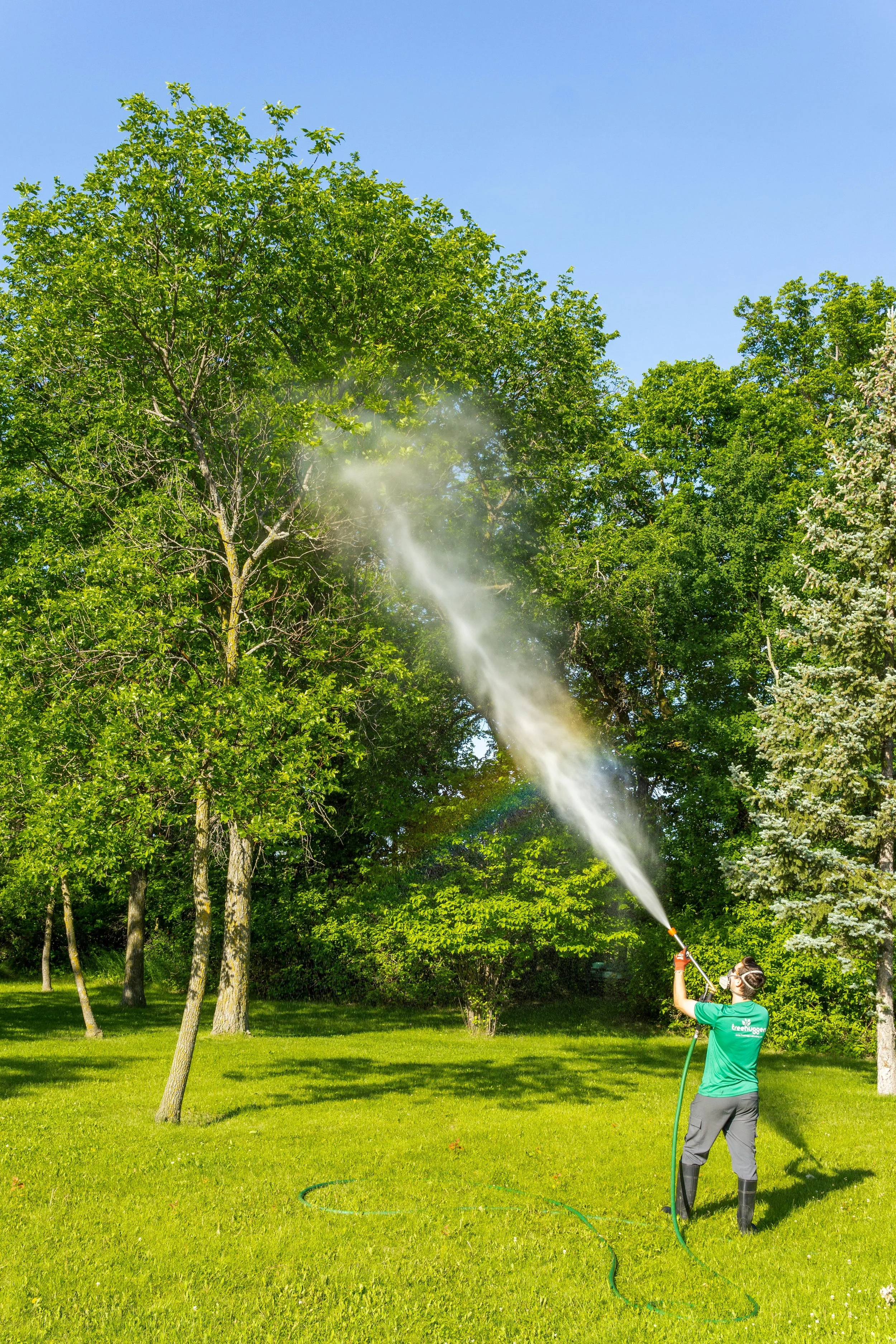 Person wearing a green shirt and black boots is watering tall trees in a grassy park on a sunny day.