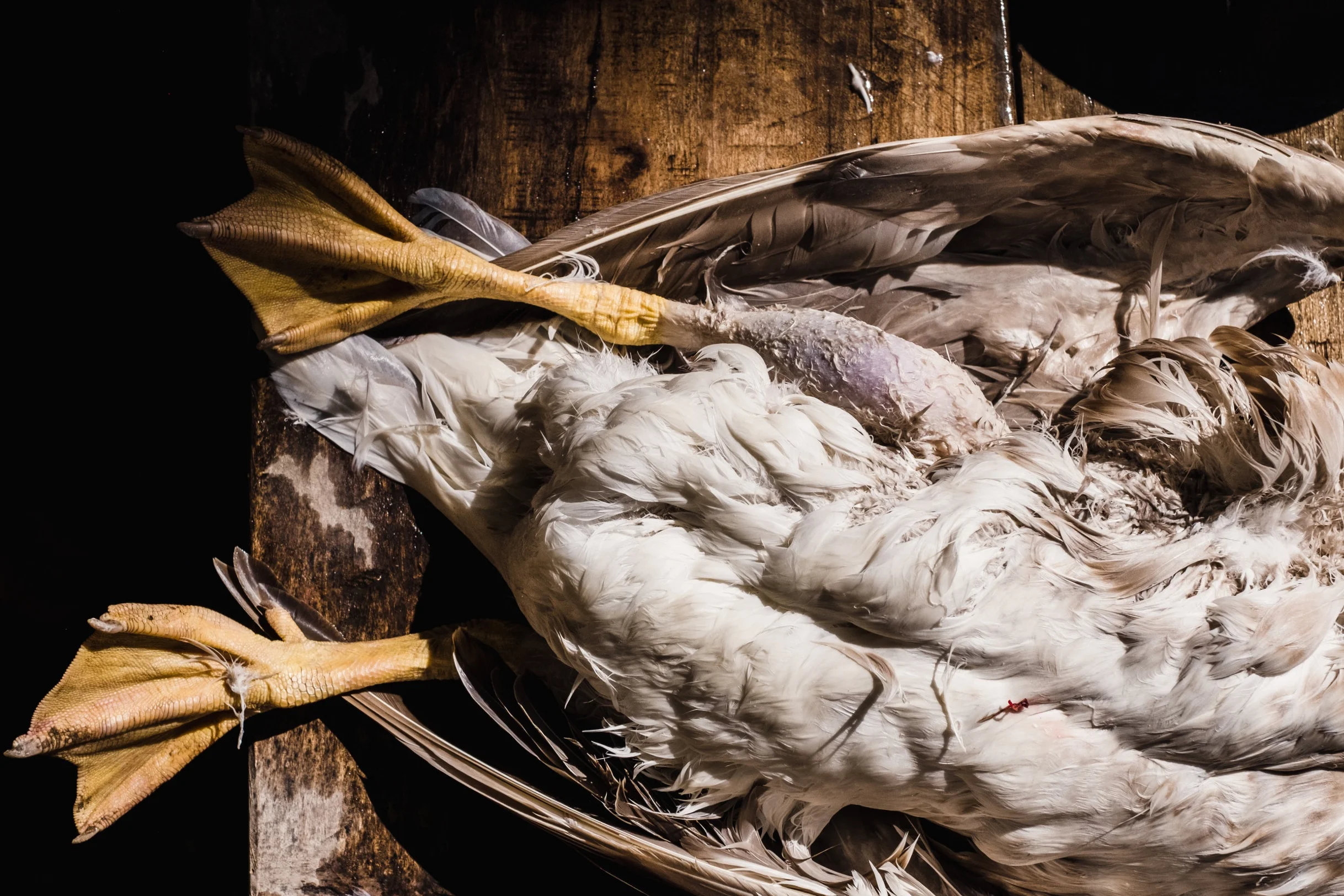 Dirt.Road.Farm.Goose.table.jpg