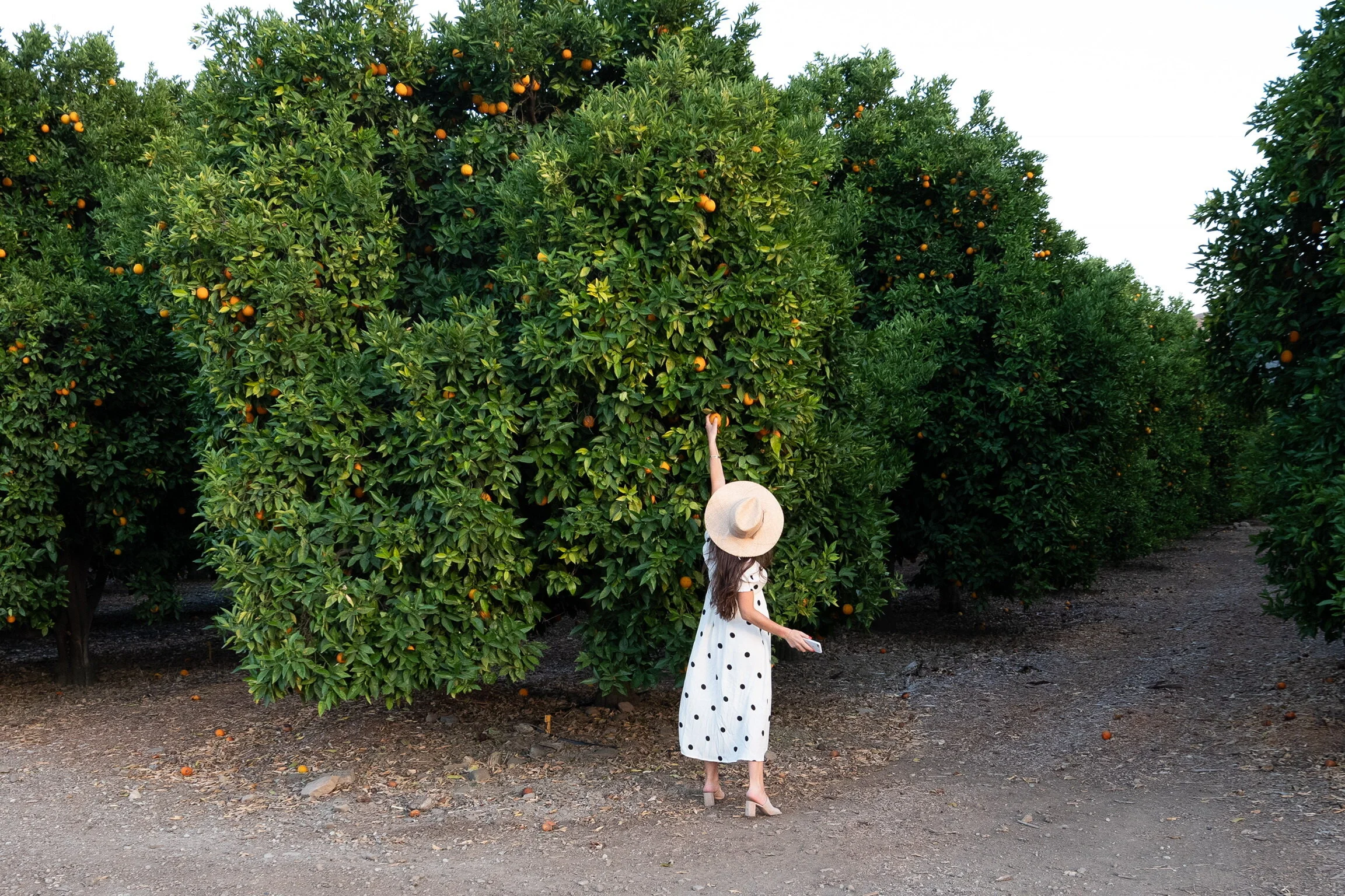 Meet the Women Of Yardzen