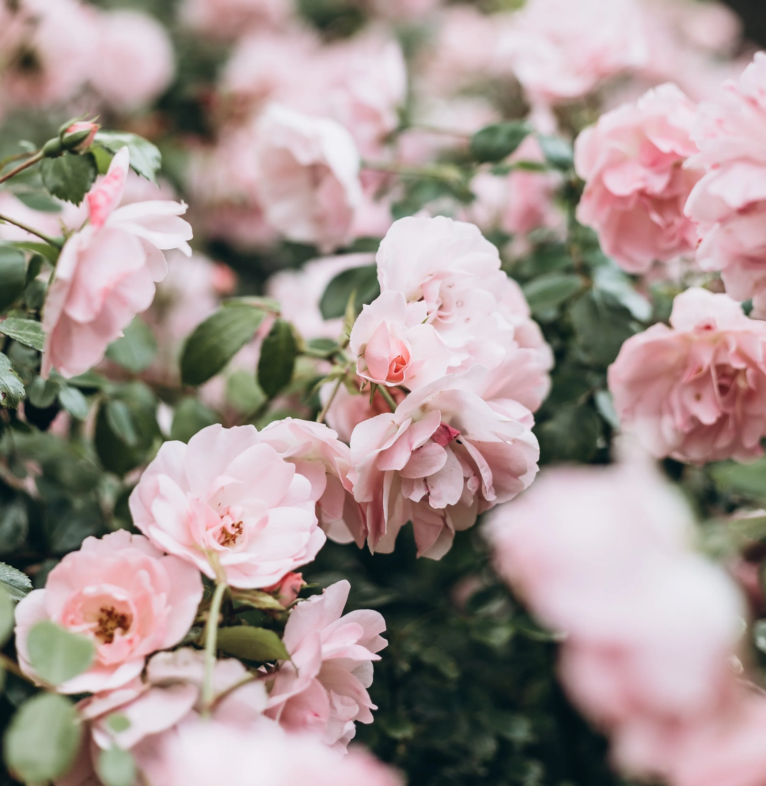 How To Care For Roses And A Few Easy Care Roses Yardzen