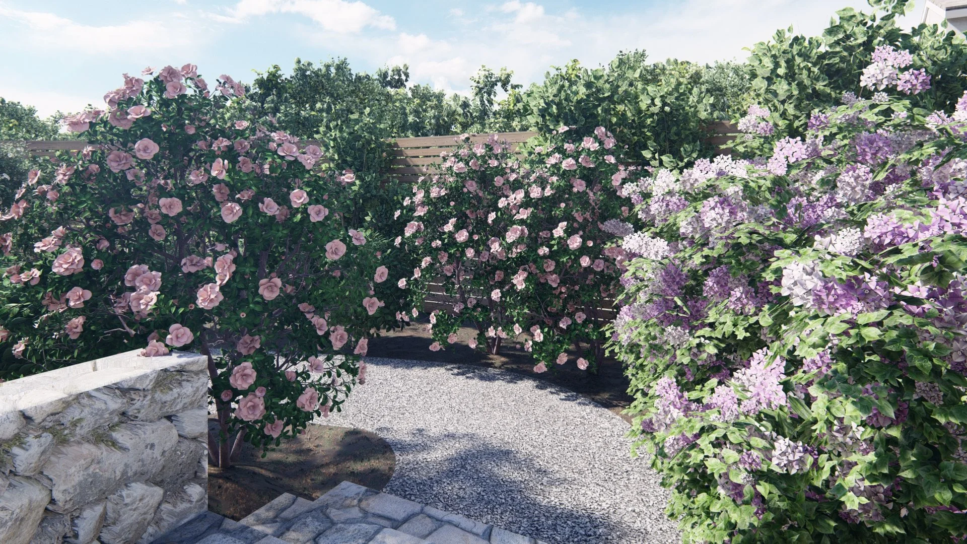 Gravel path leading to rose garden in Mill Valley, CA back yard