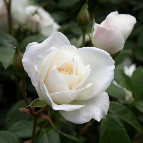 Iceberg rose bush