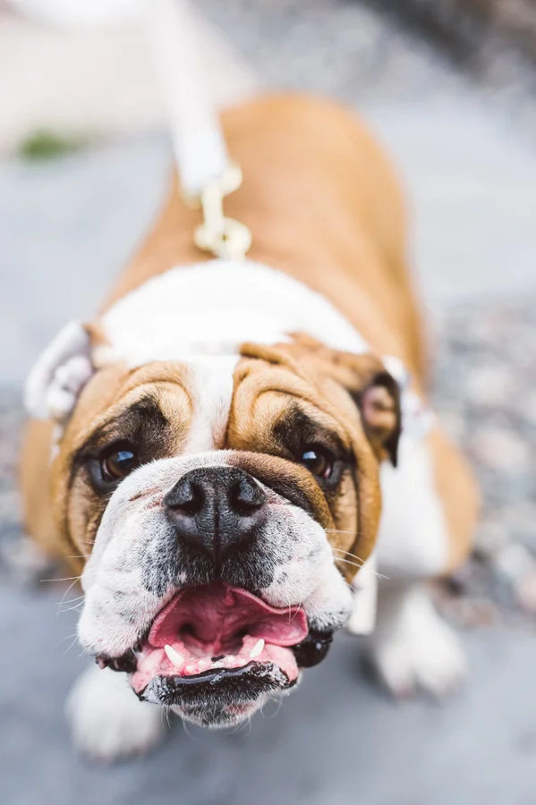 English Bulldog steals the show.