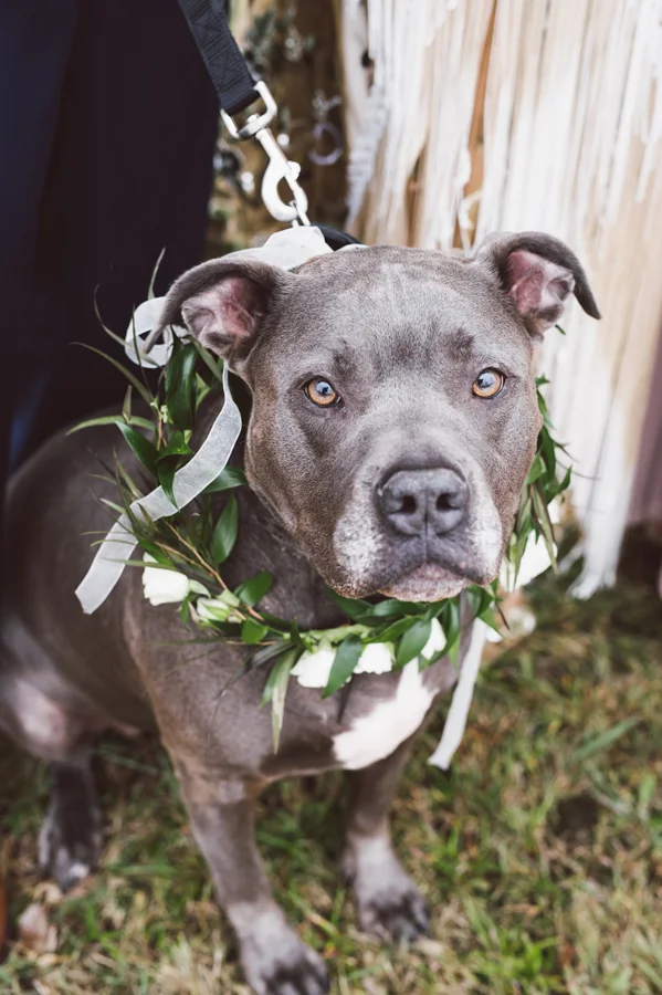 Pit-bull flower girl.
