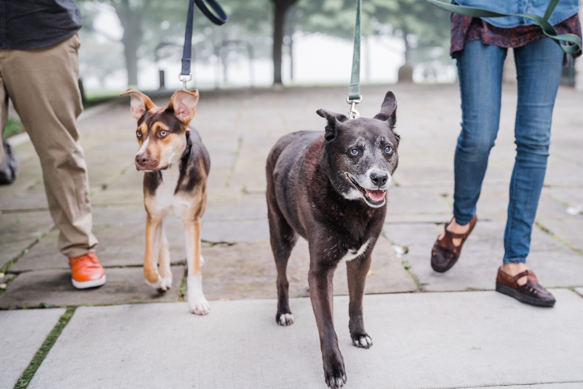 two_birds_photography_jacob_Moreland_westmont_chicago_photographer_dog_pet_portraits_engagement_promontory_point_10.jpg