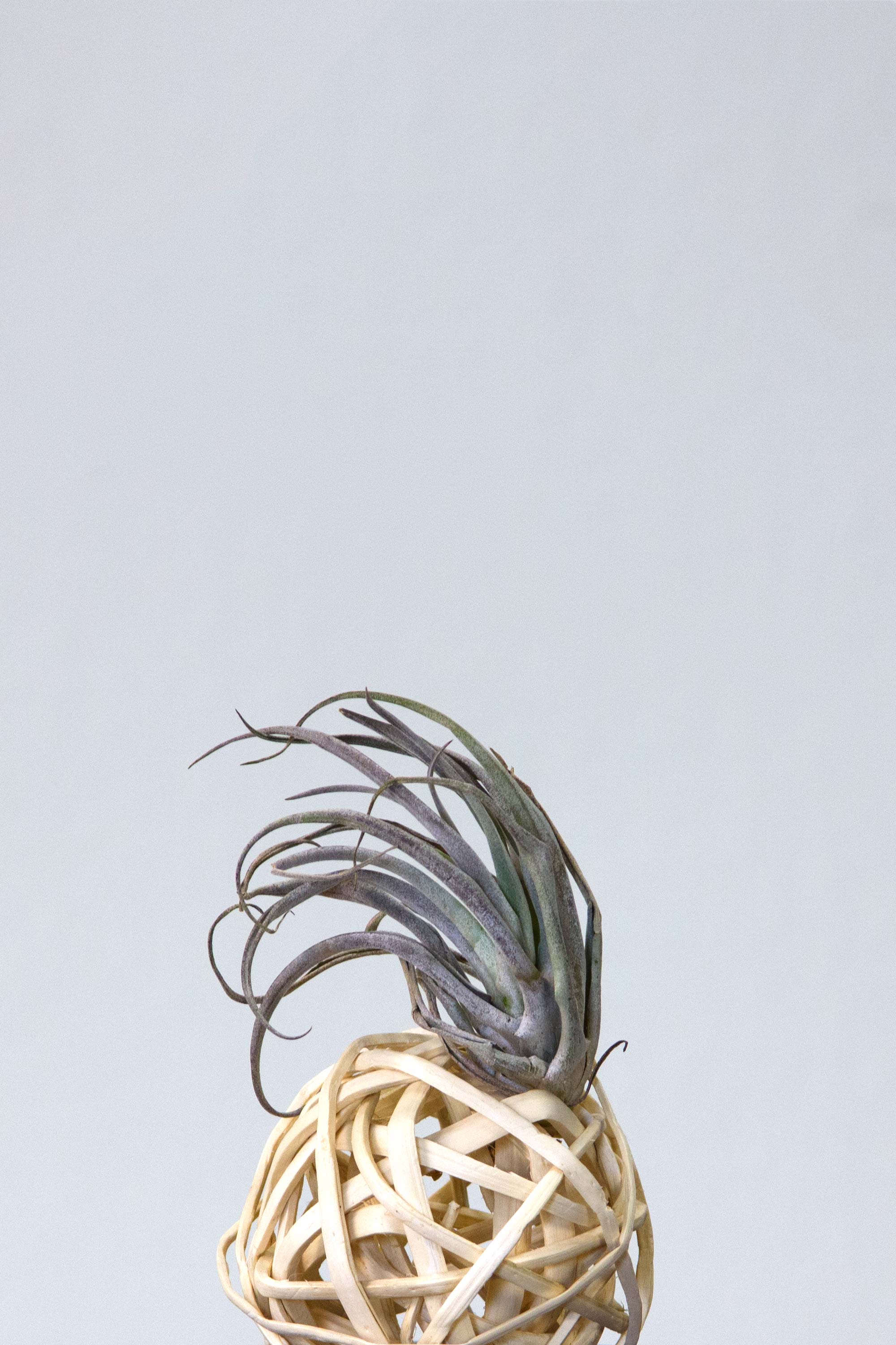 Only-Air Plant