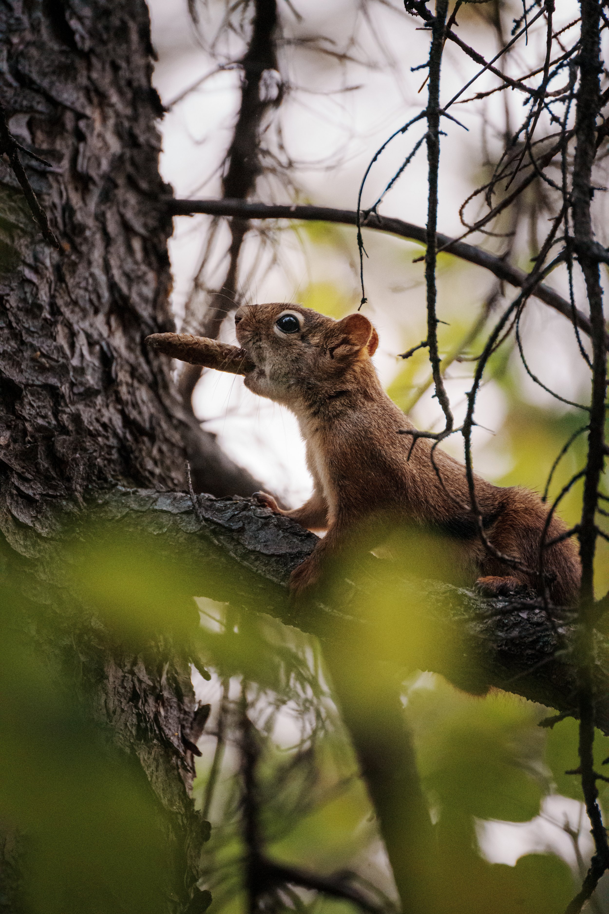 A squirrel holding a nut in its mouth while perched on a tree branch, surrounded by leaves and twigs.