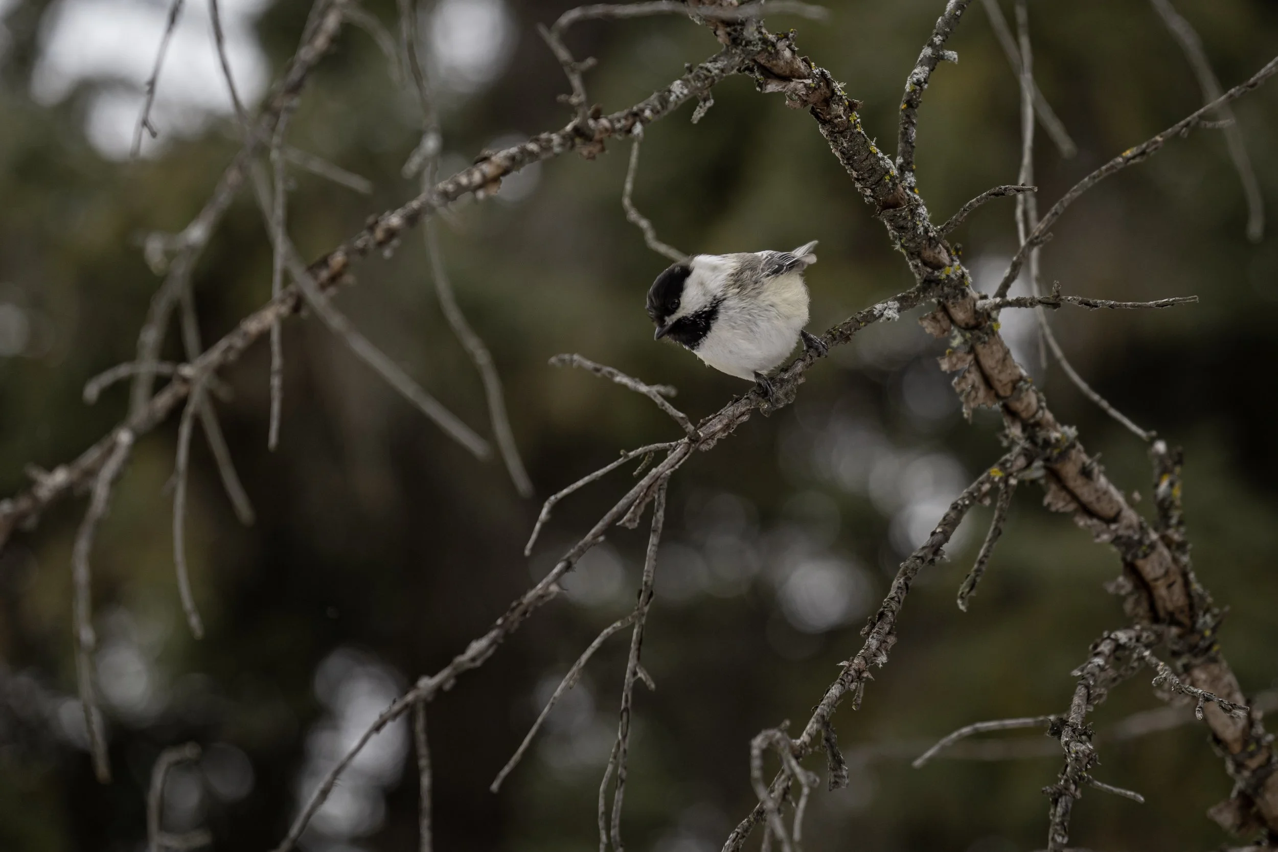 A small bird with black and white feathers perched upside down on a thin tree branch in a forest.