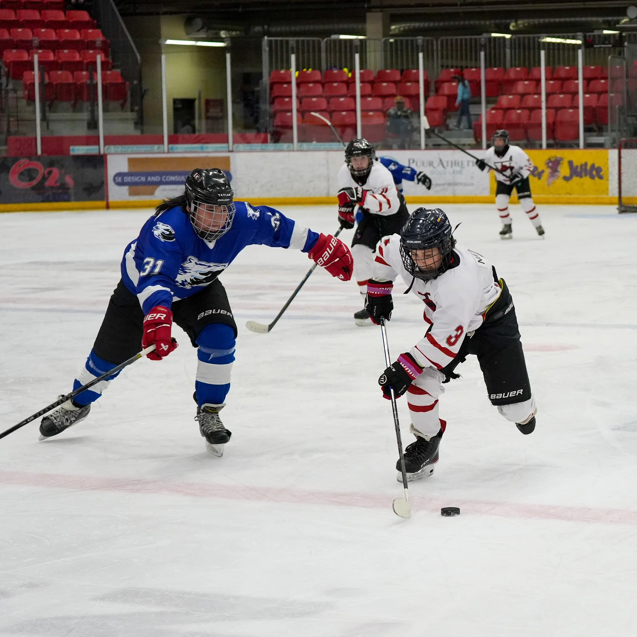 Hockey players in white and blue jerseys battling for control of the puck on an ice rink.