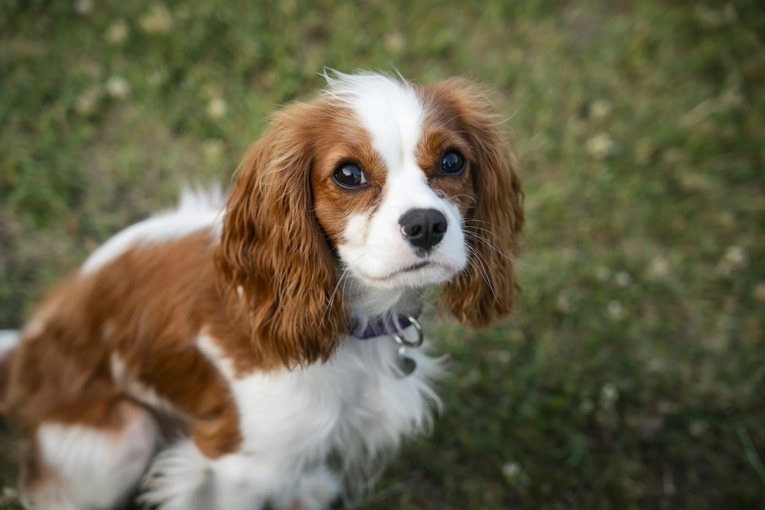 Close-up of a brown and white puppy with long ears and expressive eyes, standing outdoors on grass.
