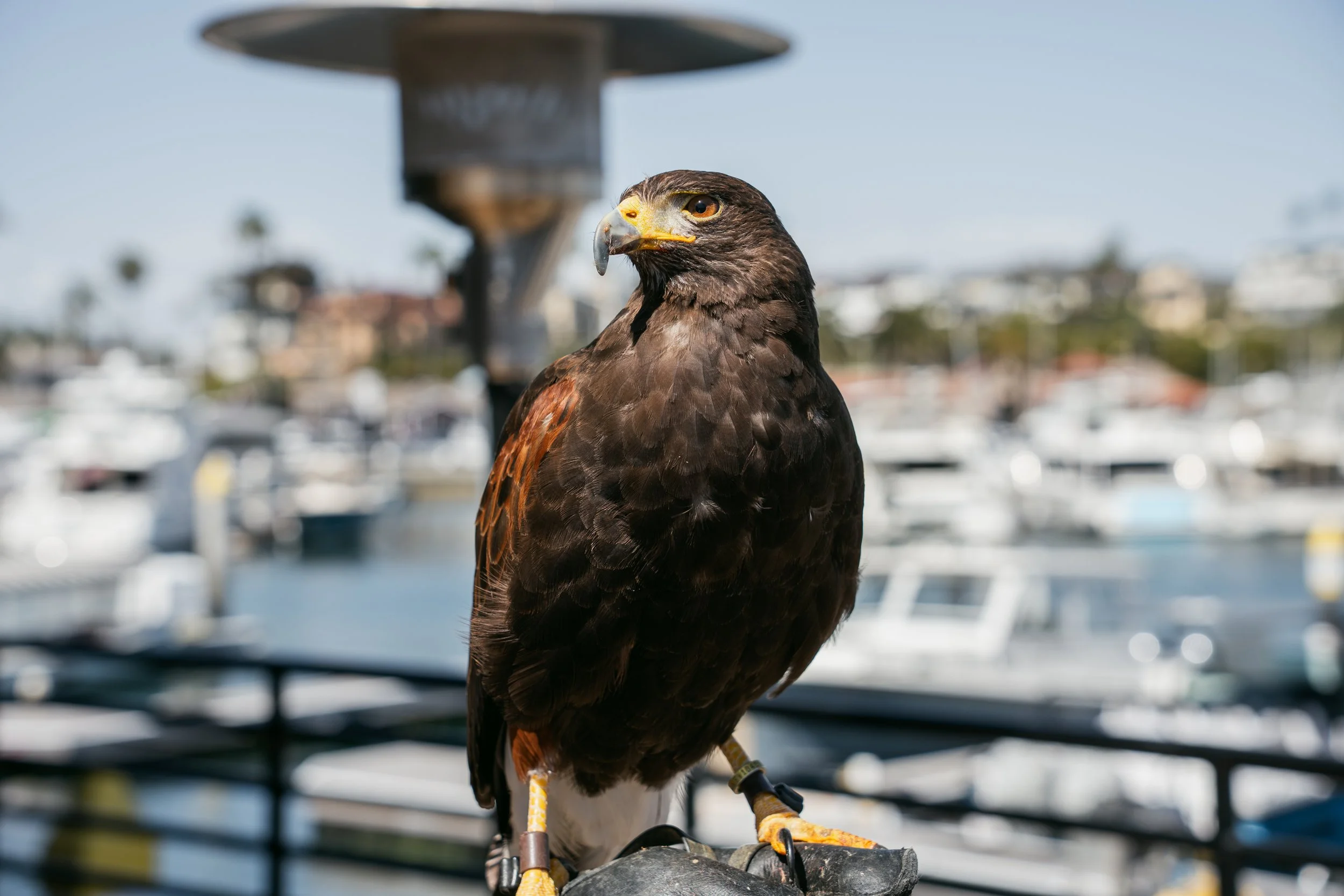 A close-up of a bird of prey, likely a hawk, perched on a surface with boats and water in the background under clear sky.
