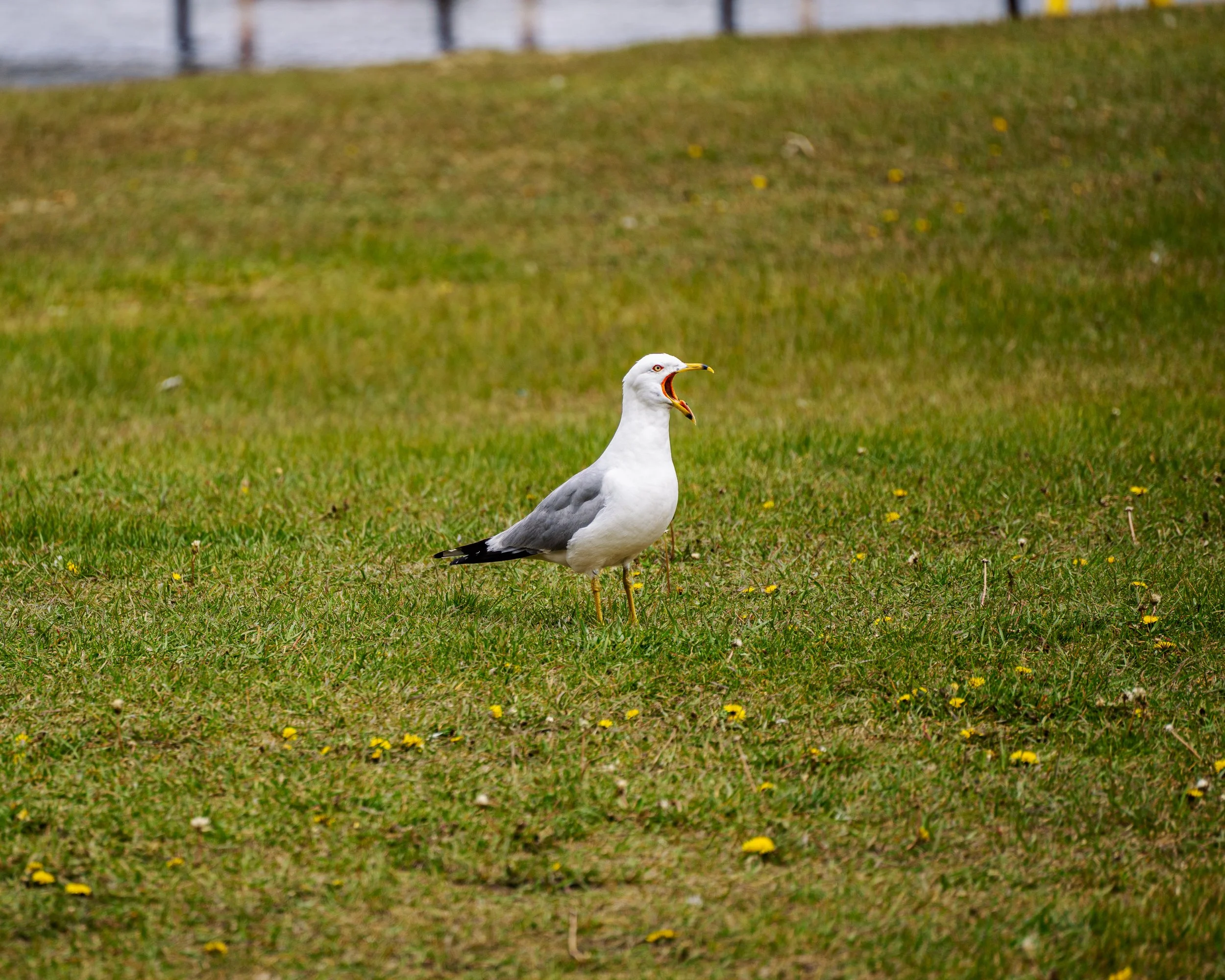 A seagull with its beak open standing on grass with yellow flowers, with a river and a dock in the background.