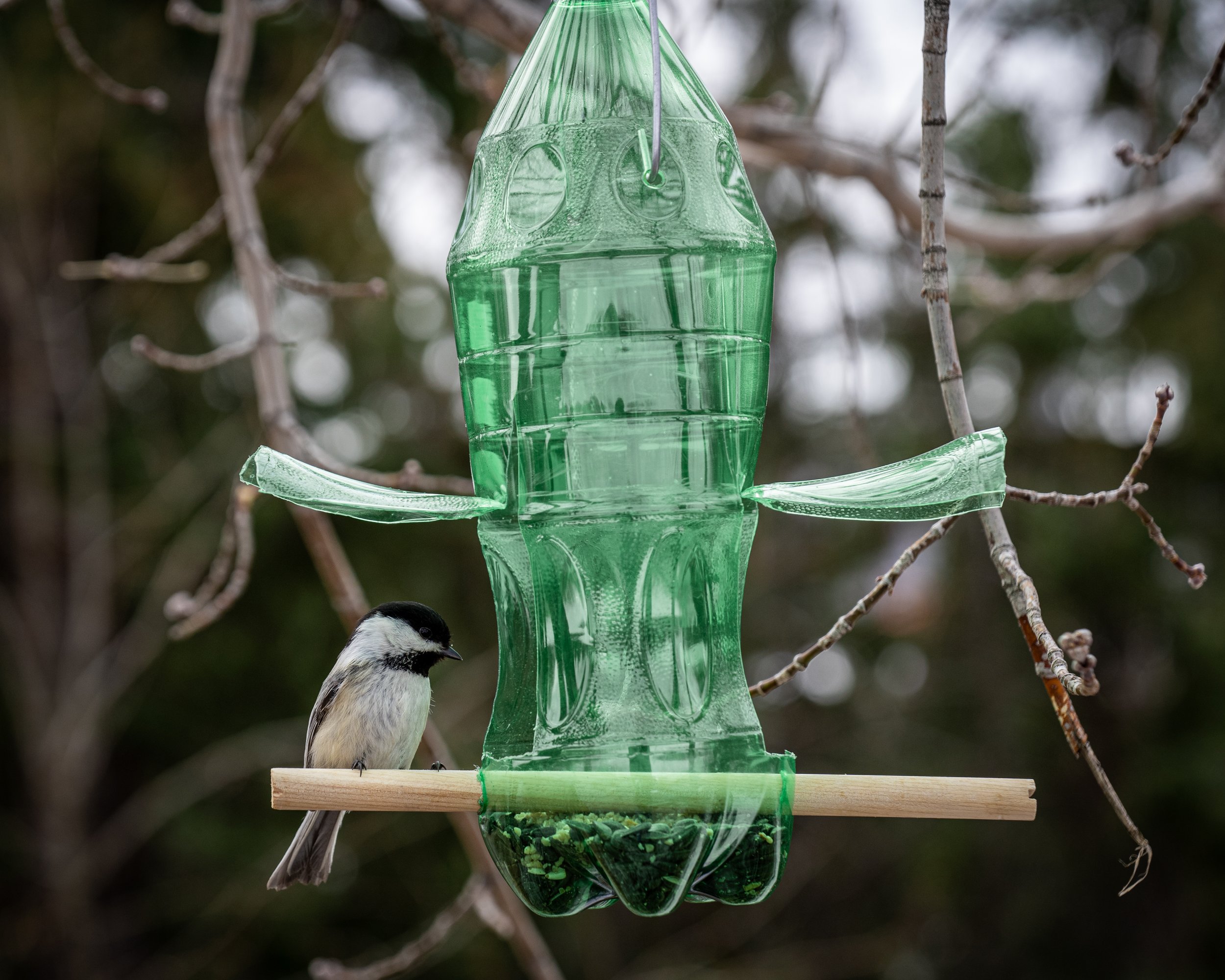 A small bird perched on a wood platform near a green, plastic bird feeder hanging from a tree branch. The feeder is filled with mixed birdseed and has a cone shape with circular openings.