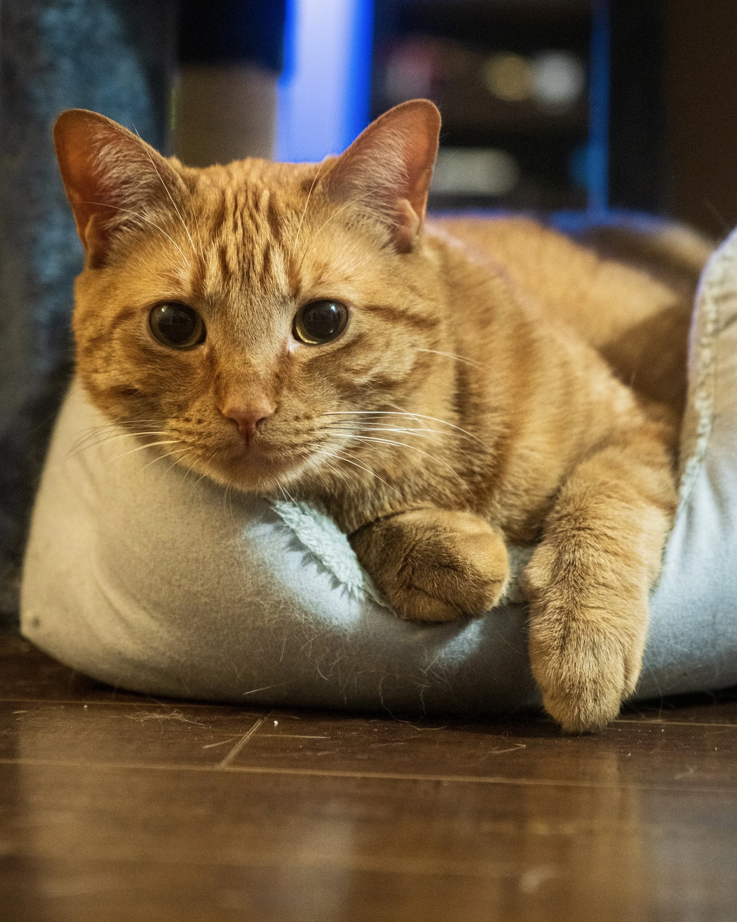 Close-up of an orange tabby cat lying on a piece of white cloth on a wooden floor, with a blurred background featuring a blue vertical light strip.