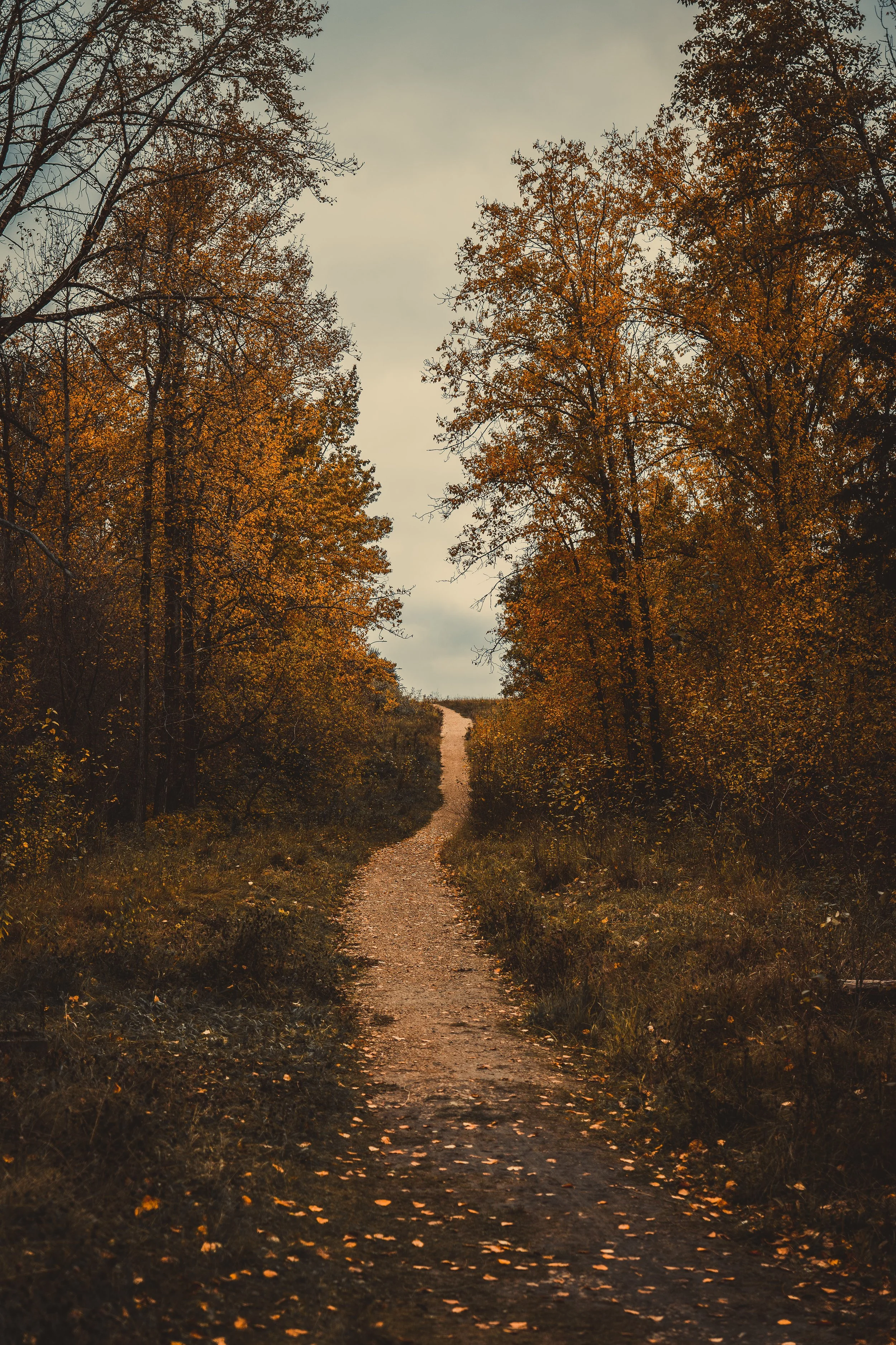 A narrow gravel pathway running through a forest with tall trees, their leaves in shades of brown and orange, indicating autumn, under a cloudy sky.