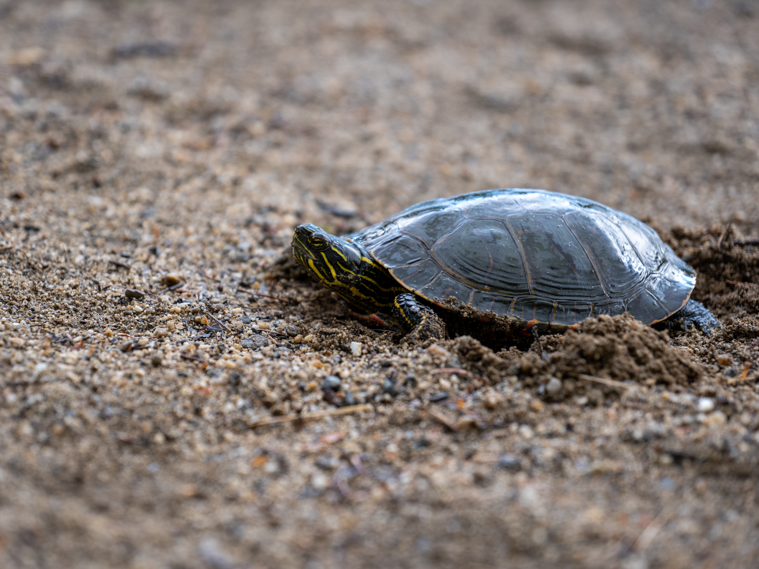 A small turtle with a black and yellow striped head and yellow markings on its legs, crawling on sandy ground.