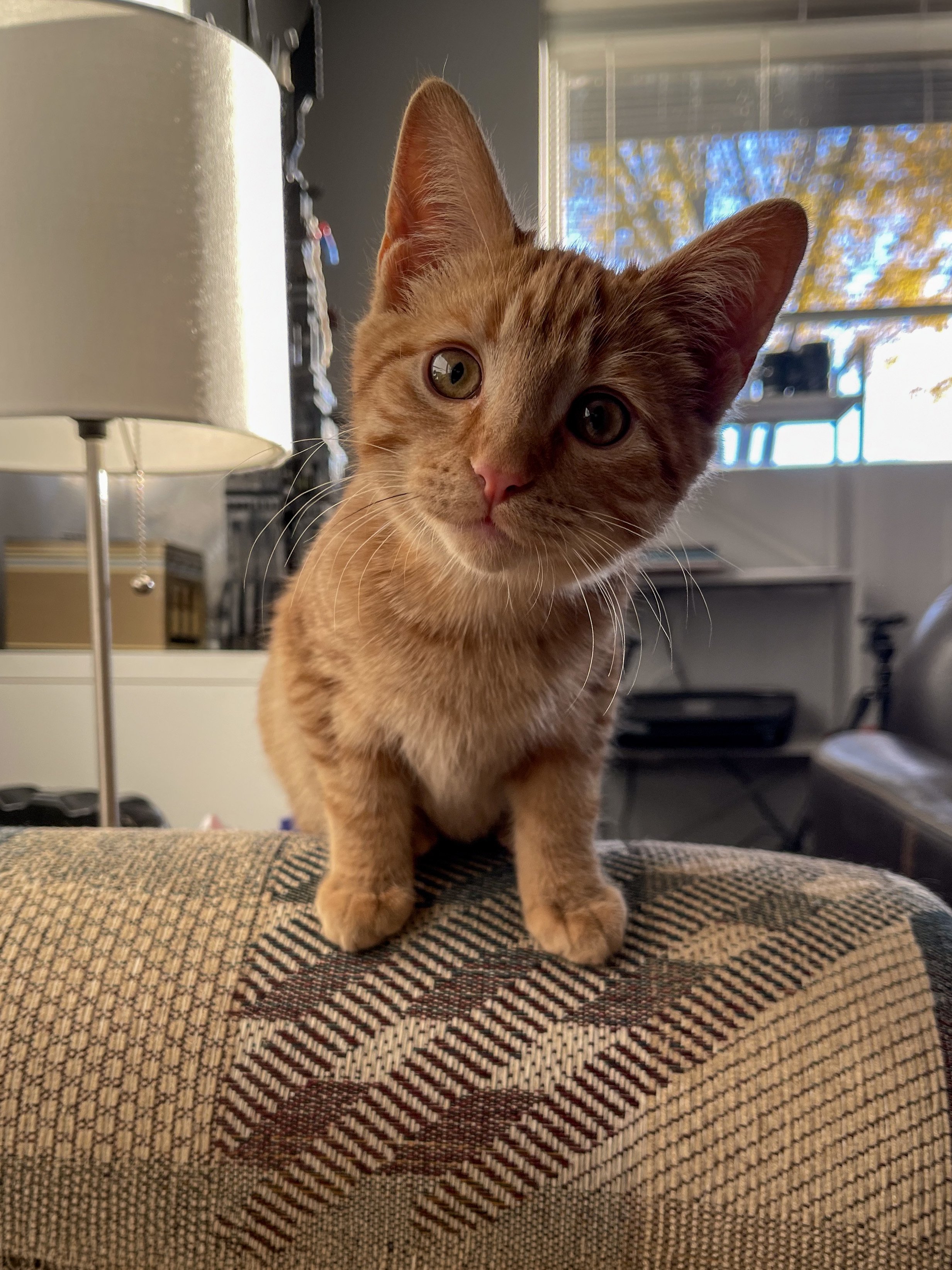 A curious orange tabby kitten with large ears and green eyes, sitting on a patterned fabric surface indoors near a window with autumn leaves outside.