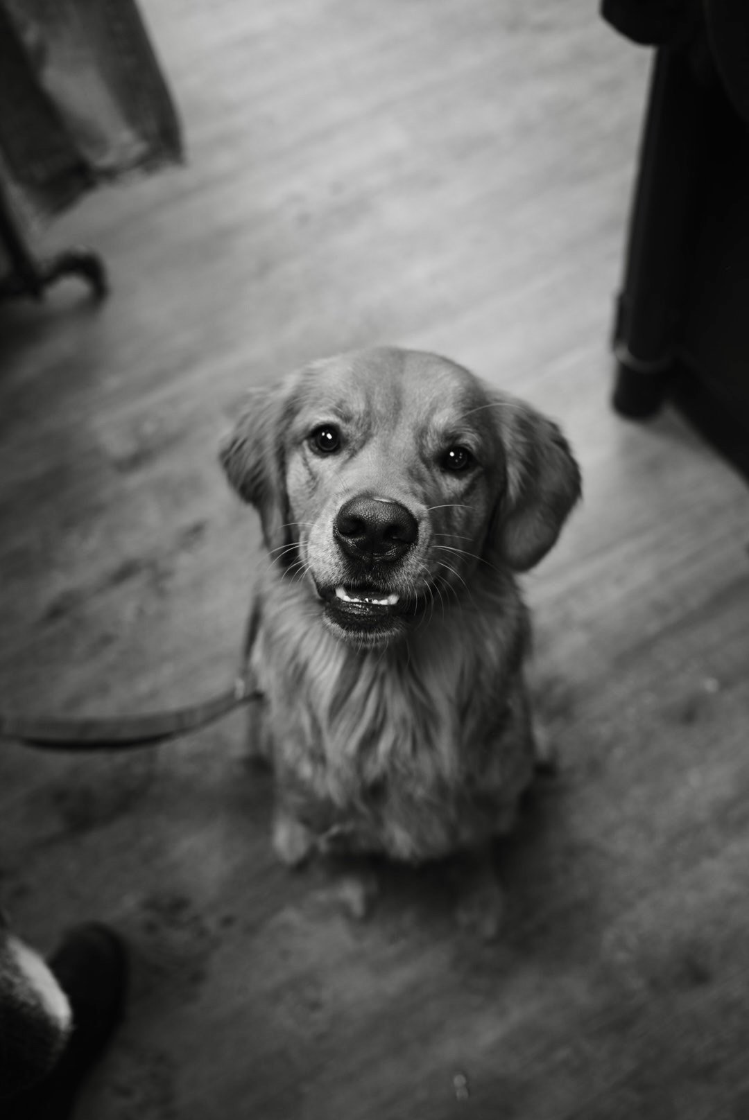 A black-and-white photo of a dog with a happy expression, sitting on a wooden floor.