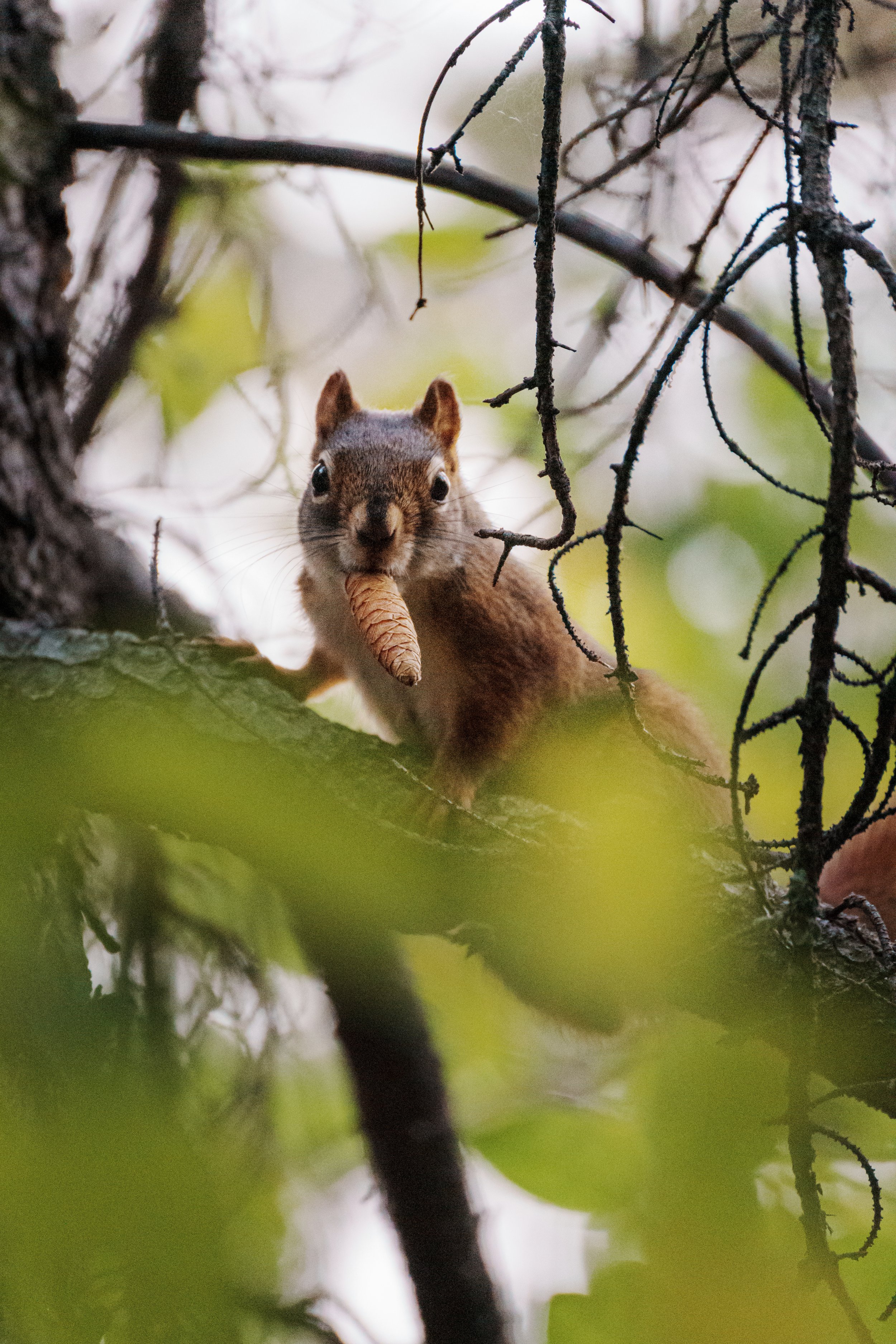 Close-up of a squirrel holding an acorn while perched on a tree branch, surrounded by green leaves and twigs.