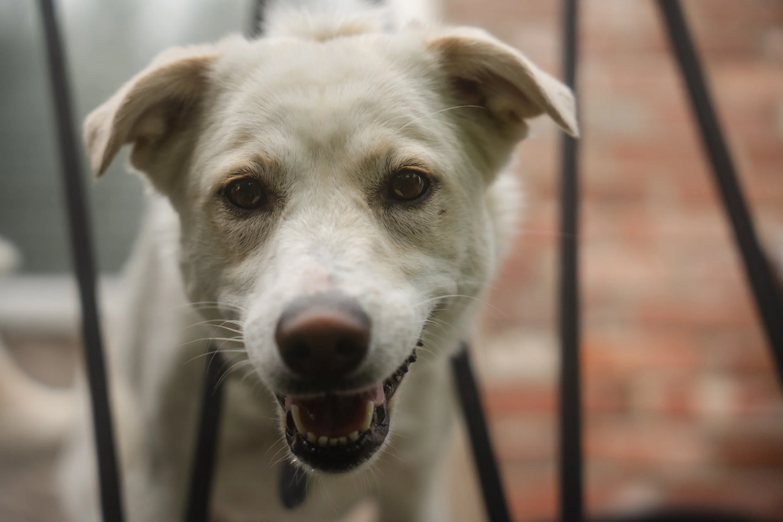 Close-up of a happy dog's face with its mouth open, behind a metal fence.