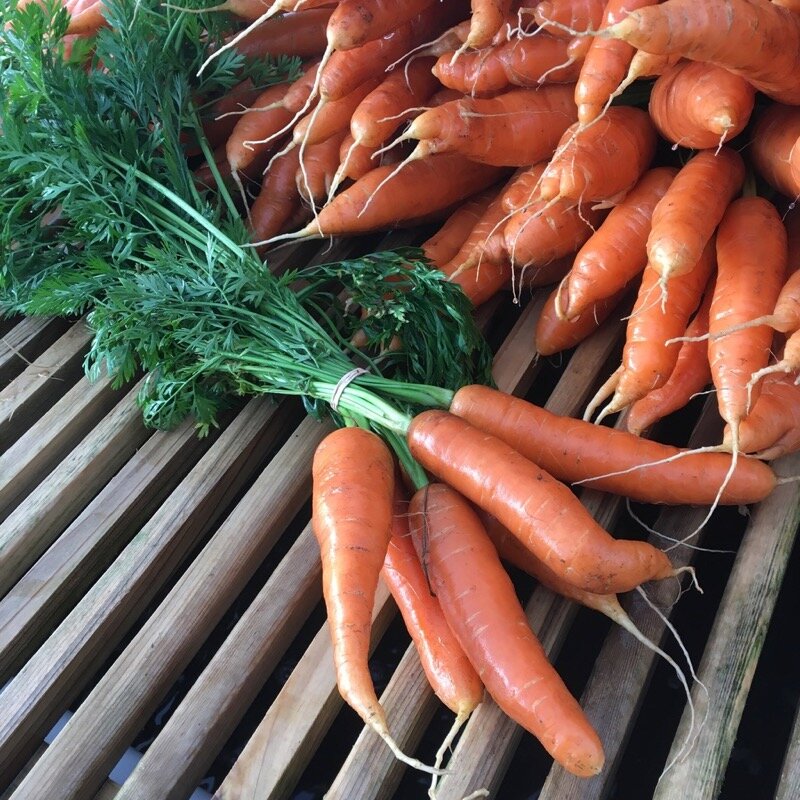 CarrotsBunch.jpg