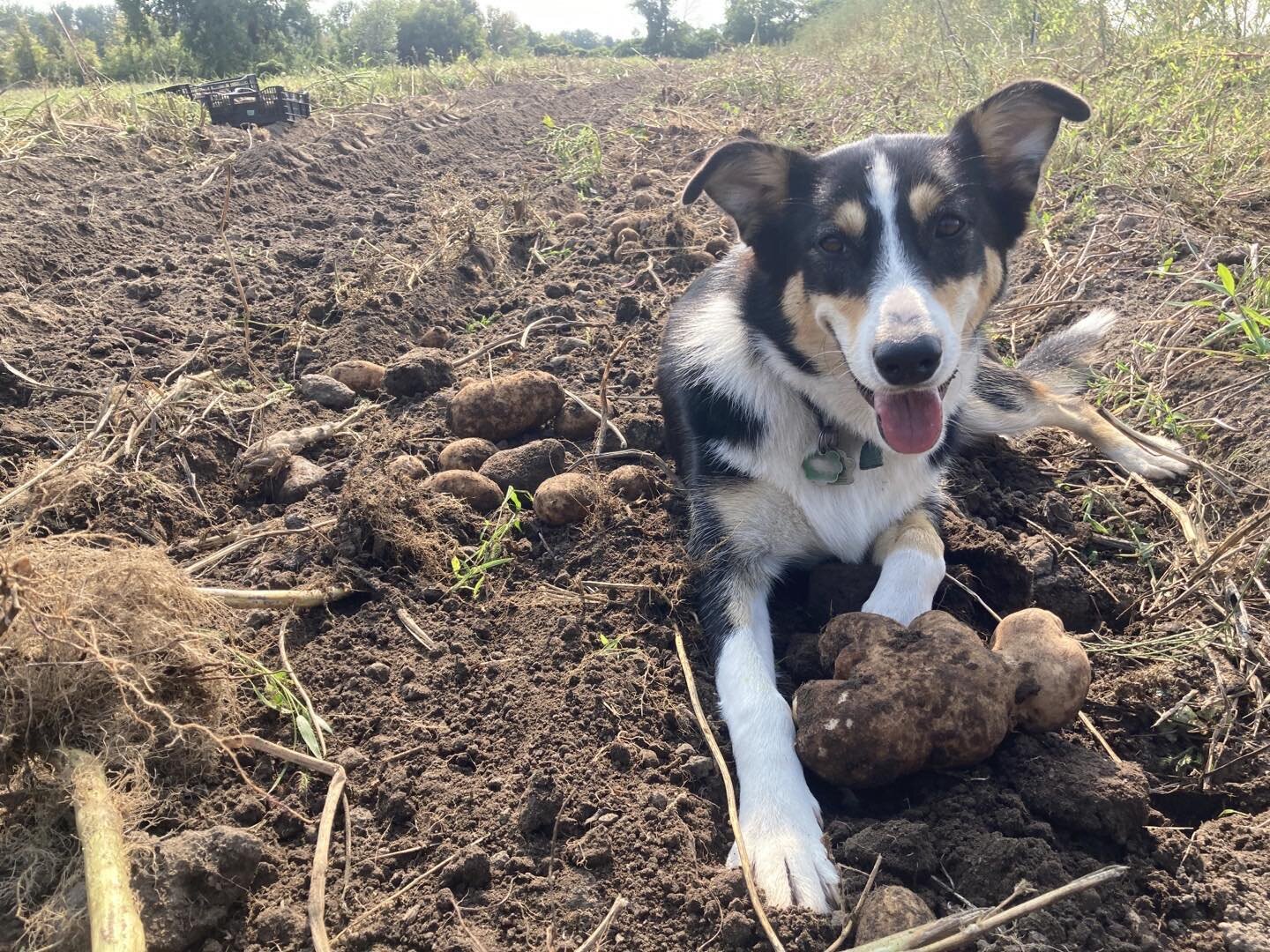 For all the holes she digs, I&rsquo;m grateful the dog hasn&rsquo;t figured out how to &ldquo;help&rdquo; us dig potatoes. Instead, she just chills on the cool earth as it&rsquo;s dug up for her 🤣