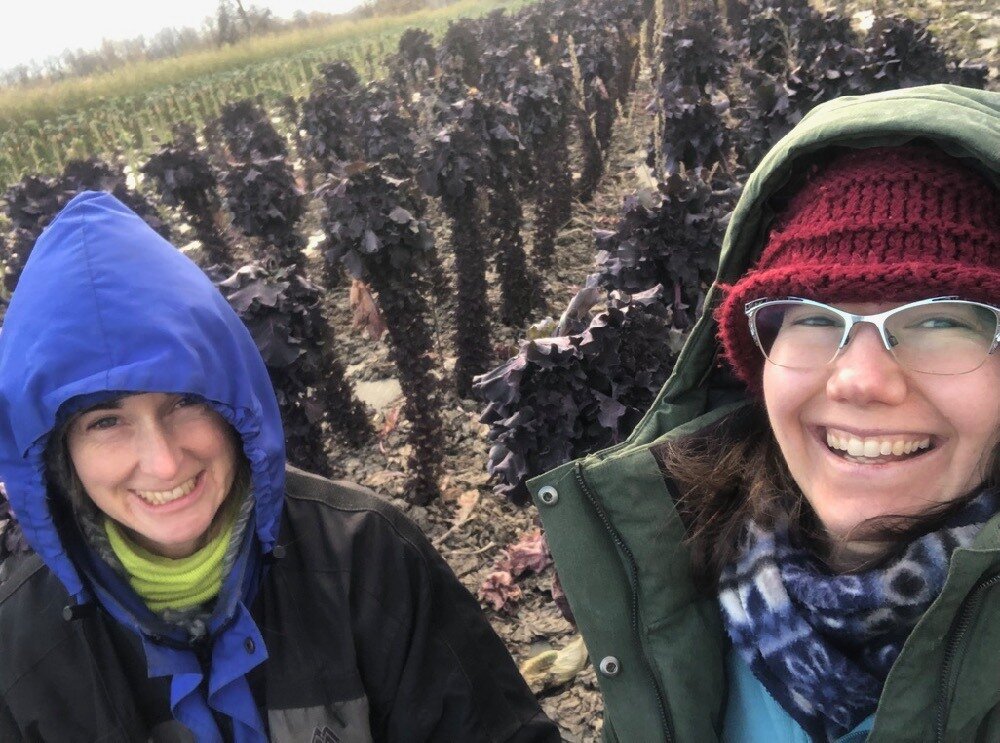 Who wants Kalettes? Sweet Potatoes? Fresh lettuce? Ordering is open for all our delicious veggies this weekend, for pickup/delivery Dec 7 &amp; 8th. Stock up, our next ordering window is Jan 7/8th about a month away. Link in bio.