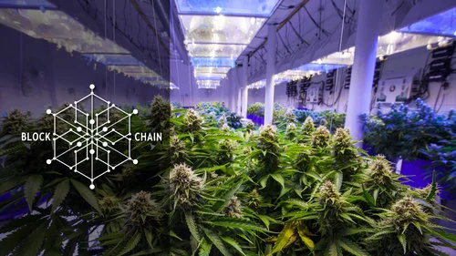 Blockchain for cannabis supply chain.jpeg