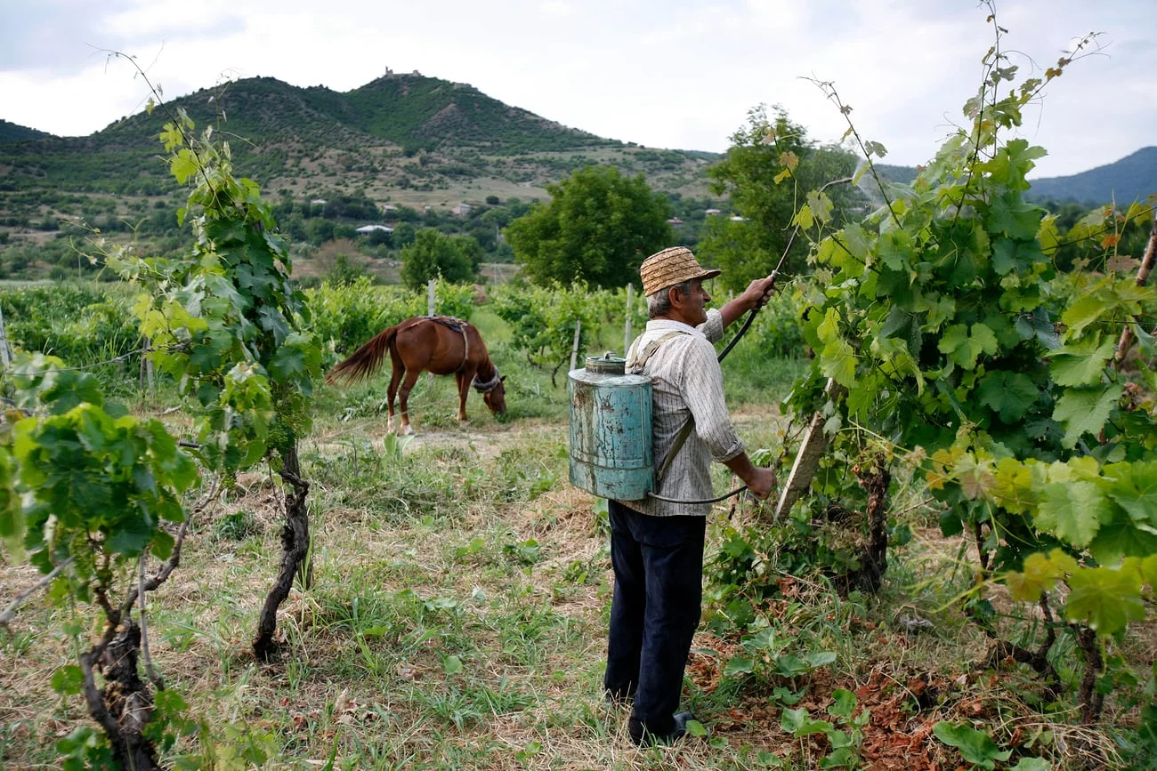 Wine production in Georgia dates back to around 6000BC – and the wines from the region have become a fixture on trendy wine lists around the world. Photograph: David Levene for the Guardian